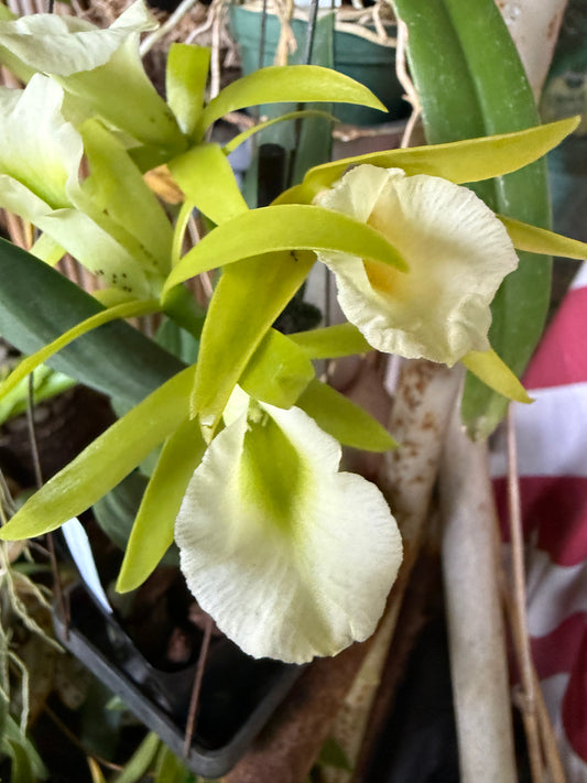 Pcv. Key Lime Stars 'Freckled Lips'