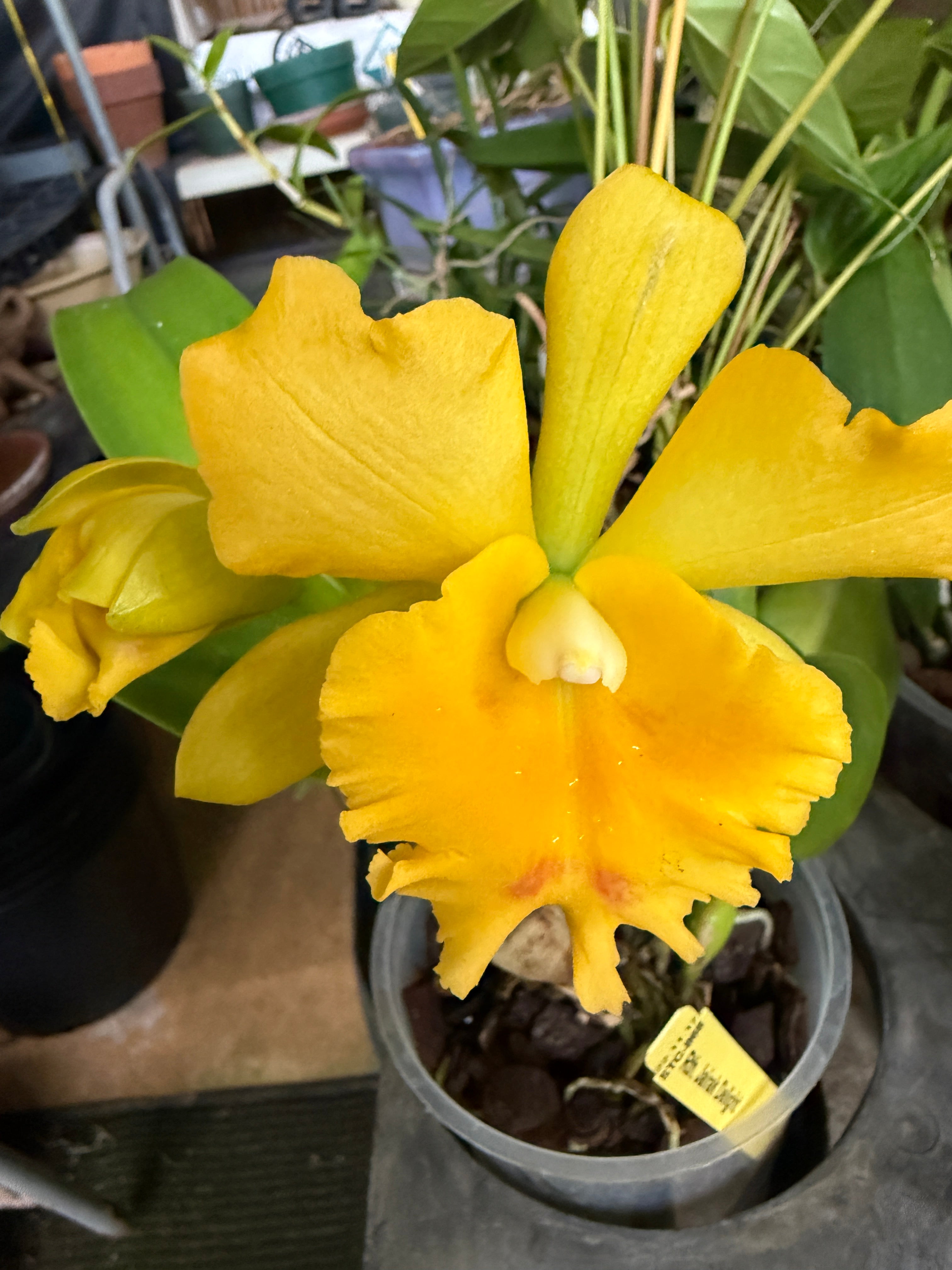 Rth. Jairak Delight – Orchid Alley