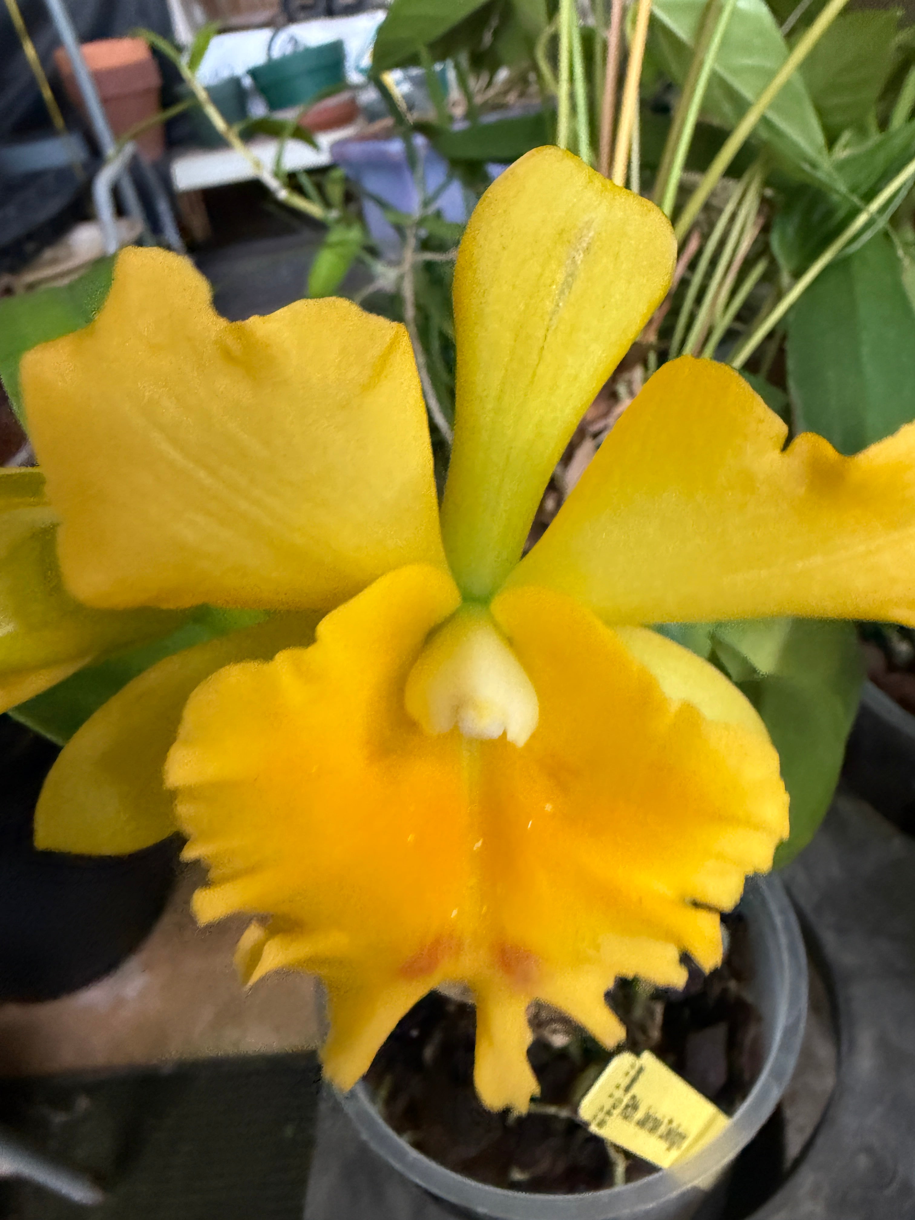 Rth. Jairak Delight – Orchid Alley