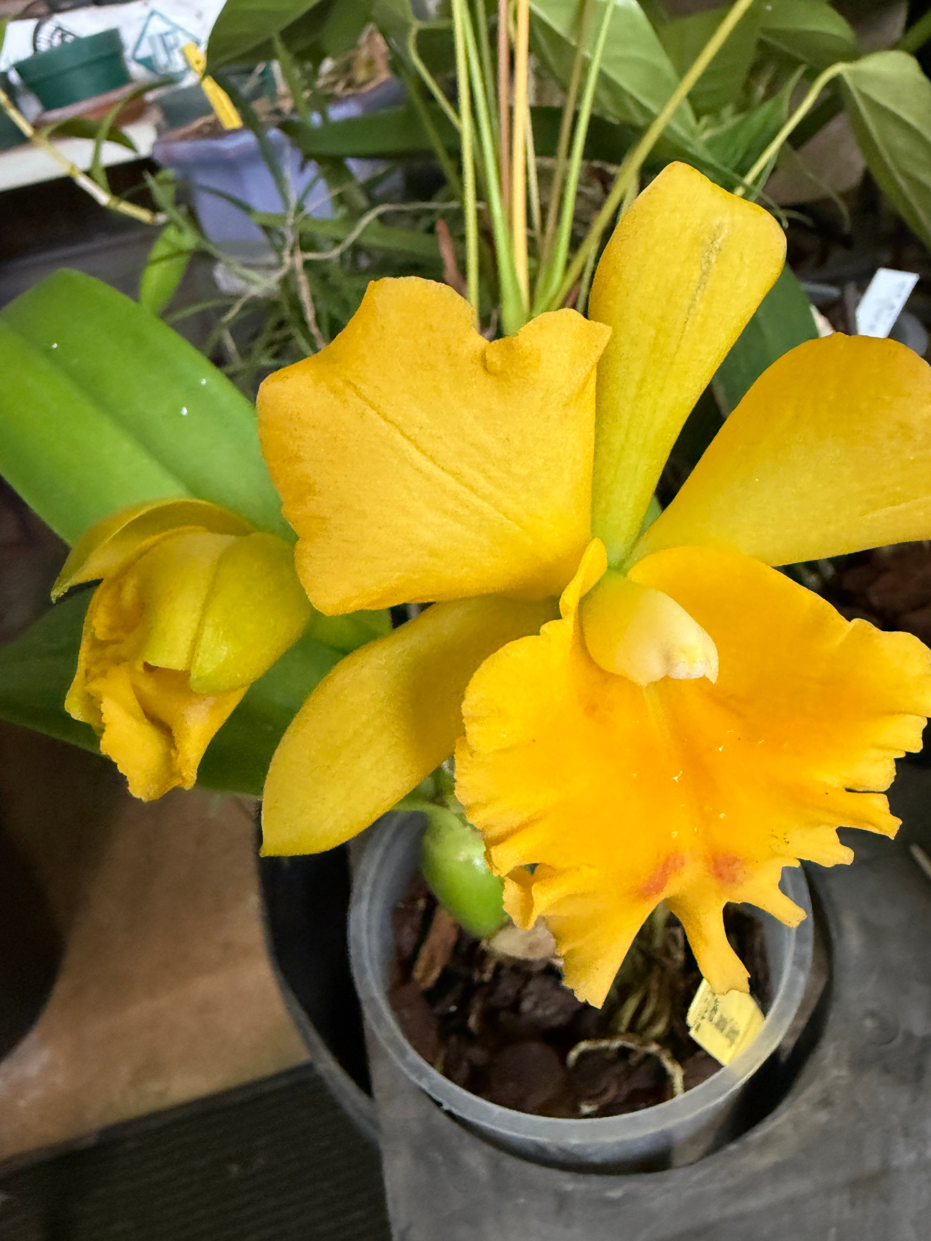 Rth. Jairak Delight – Orchid Alley