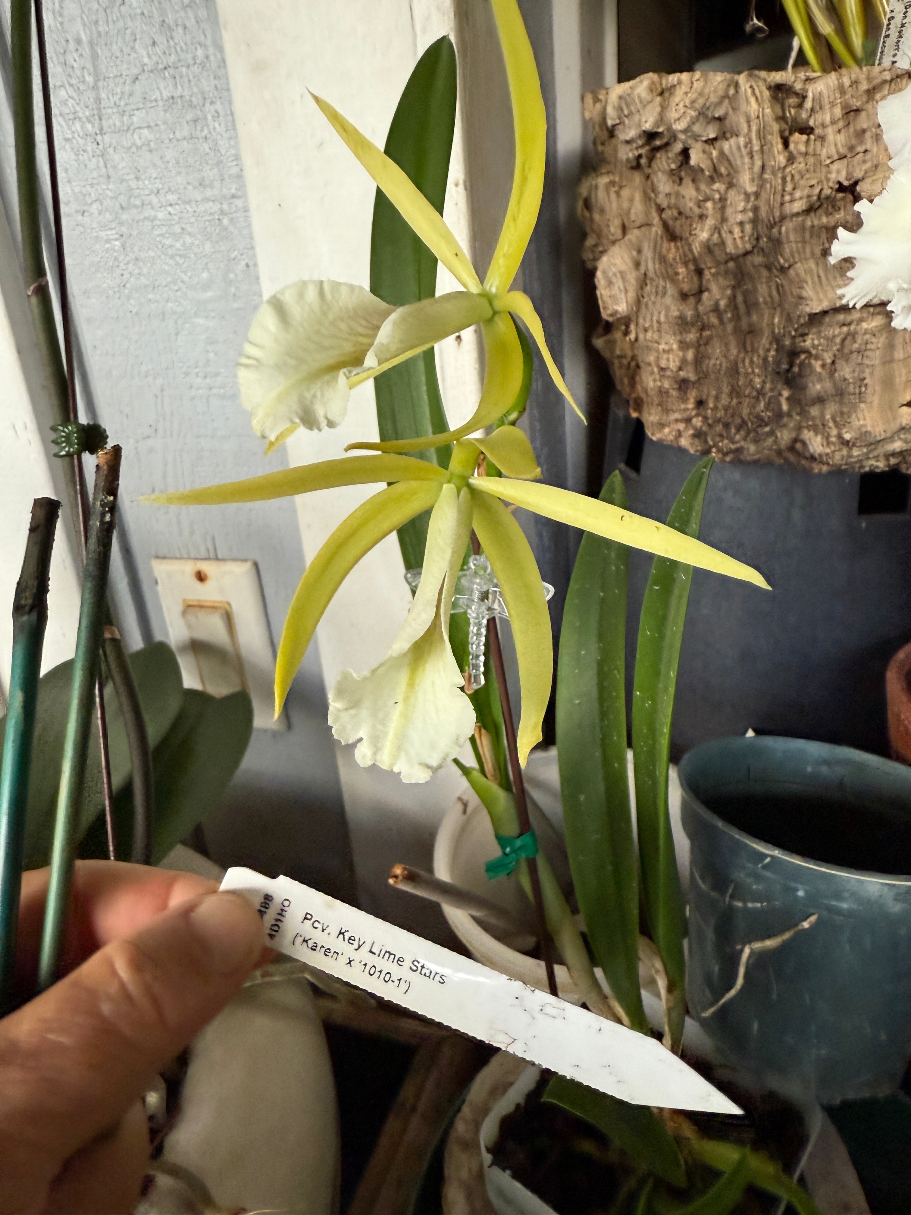 Pcv. Key Lime Stars 'Karen' – Orchid Alley