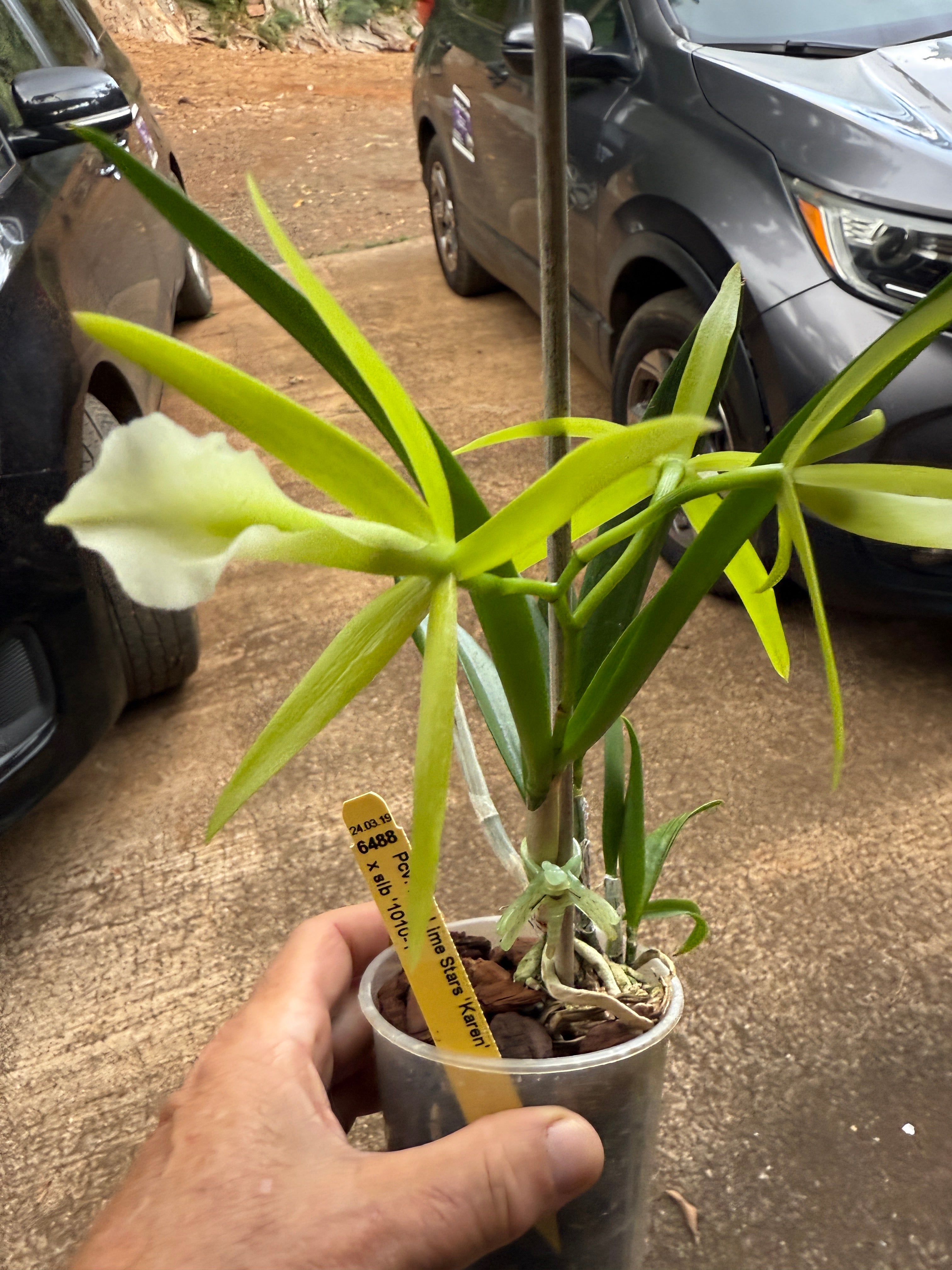 Pcv. Key Lime Stars 'Karen' – Orchid Alley