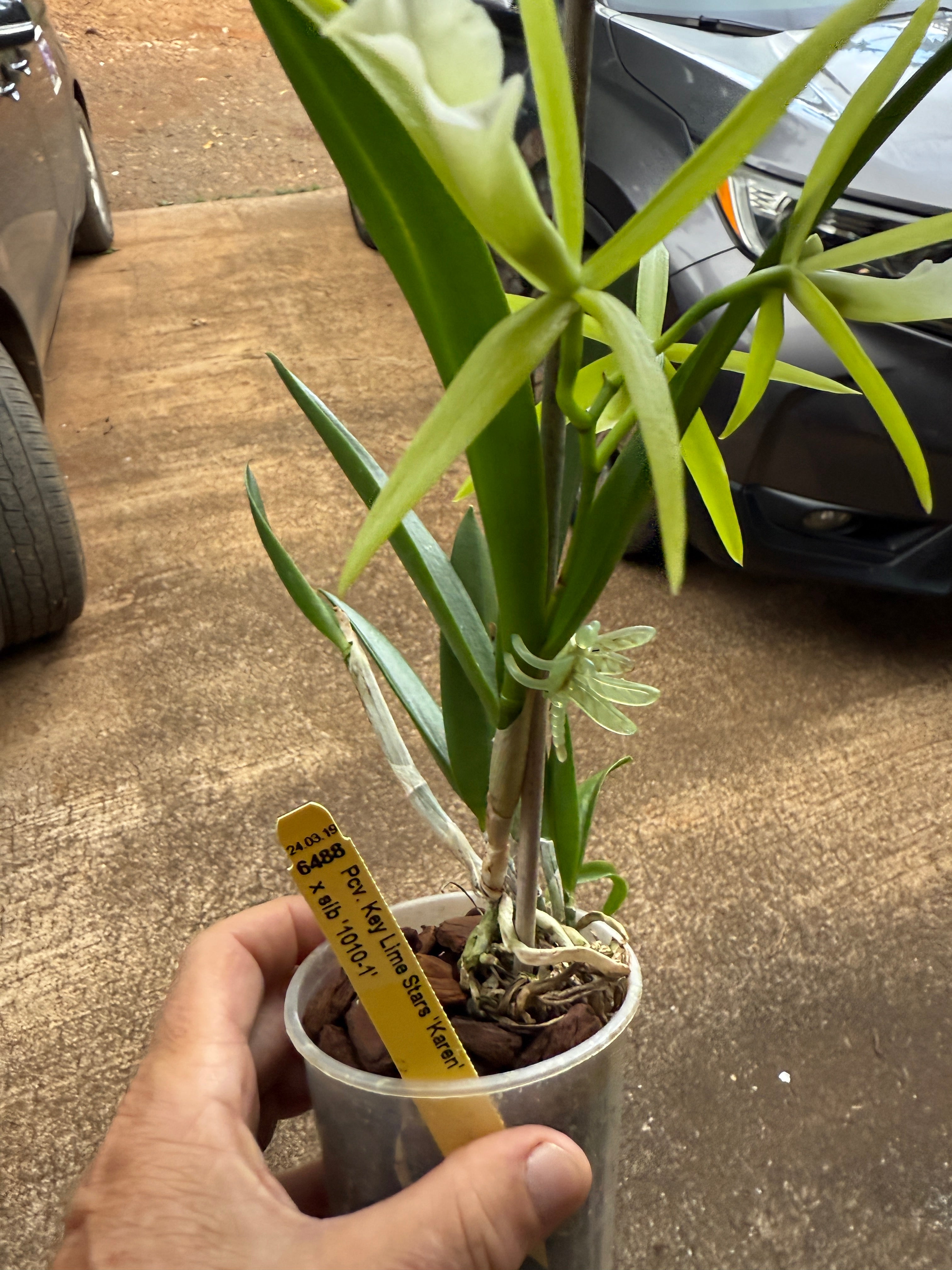 Pcv. Key Lime Stars 'Karen' – Orchid Alley