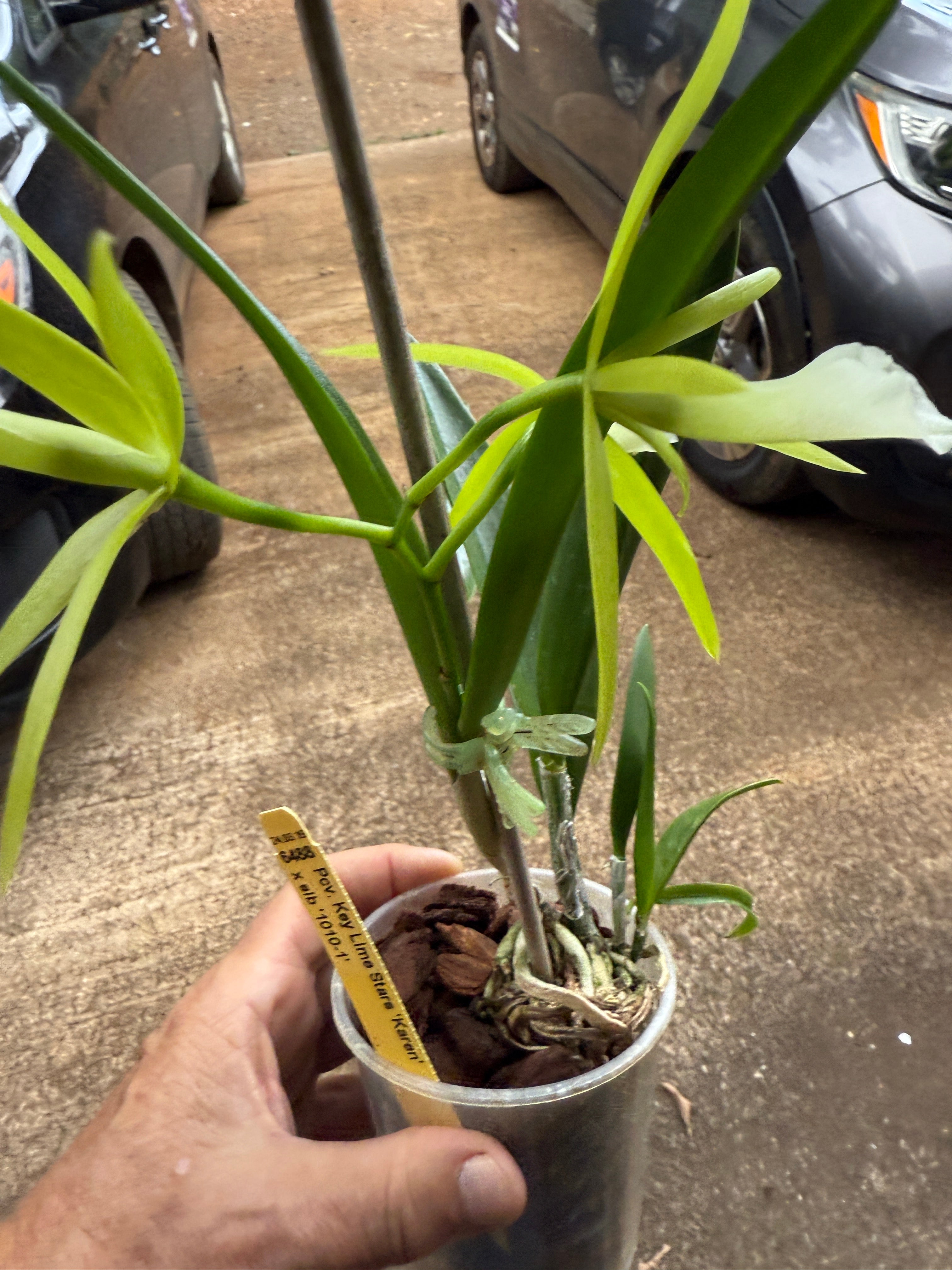 Pcv. Key Lime Stars 'Karen' – Orchid Alley