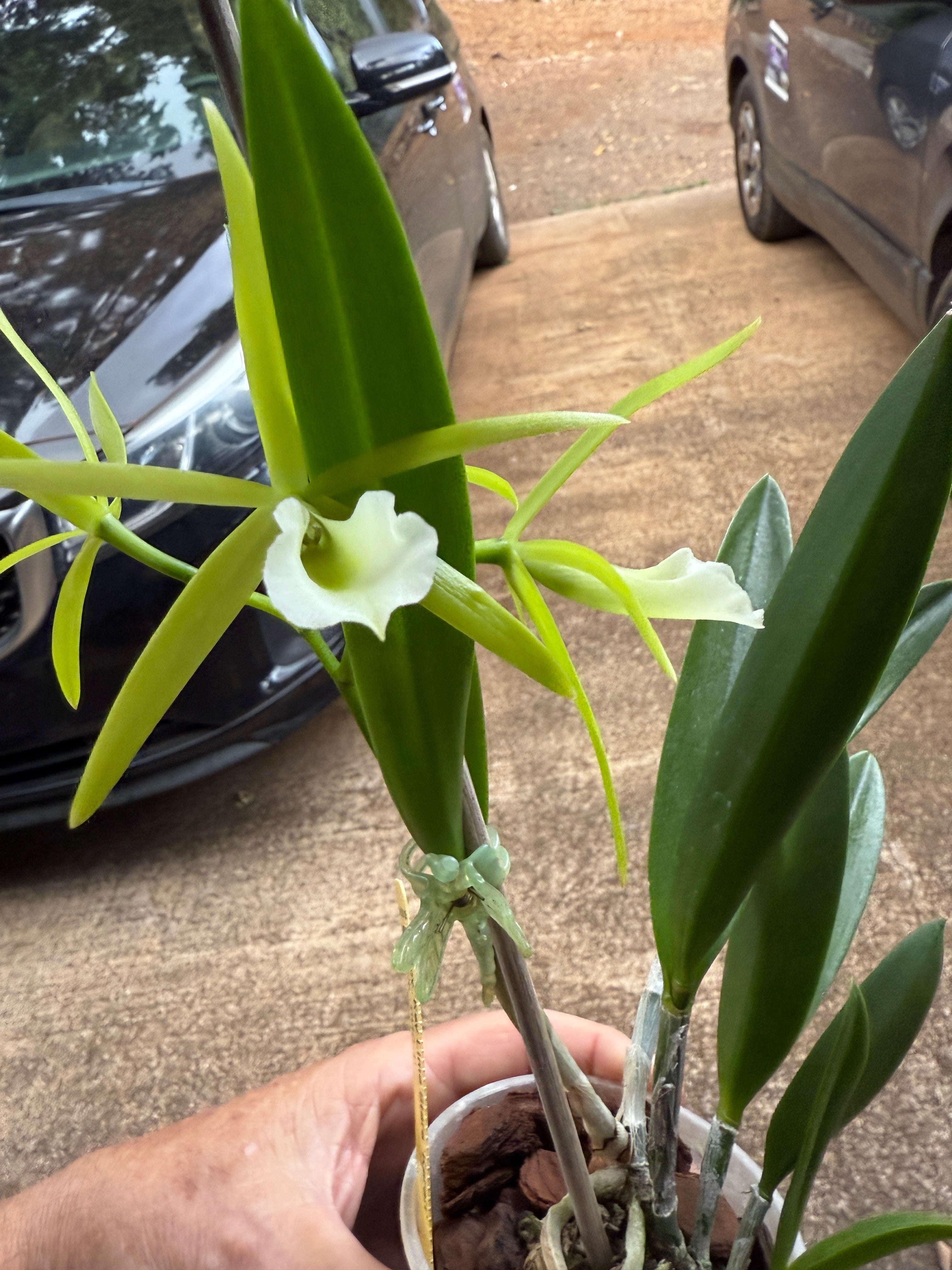 Pcv. Key Lime Stars 'Karen' – Orchid Alley