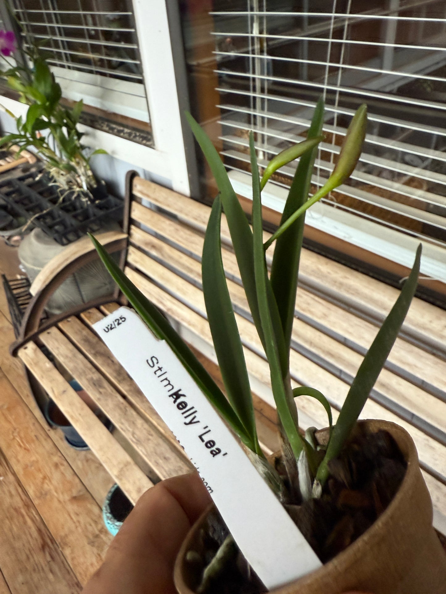 Stlma. Kelly ‘Lea’