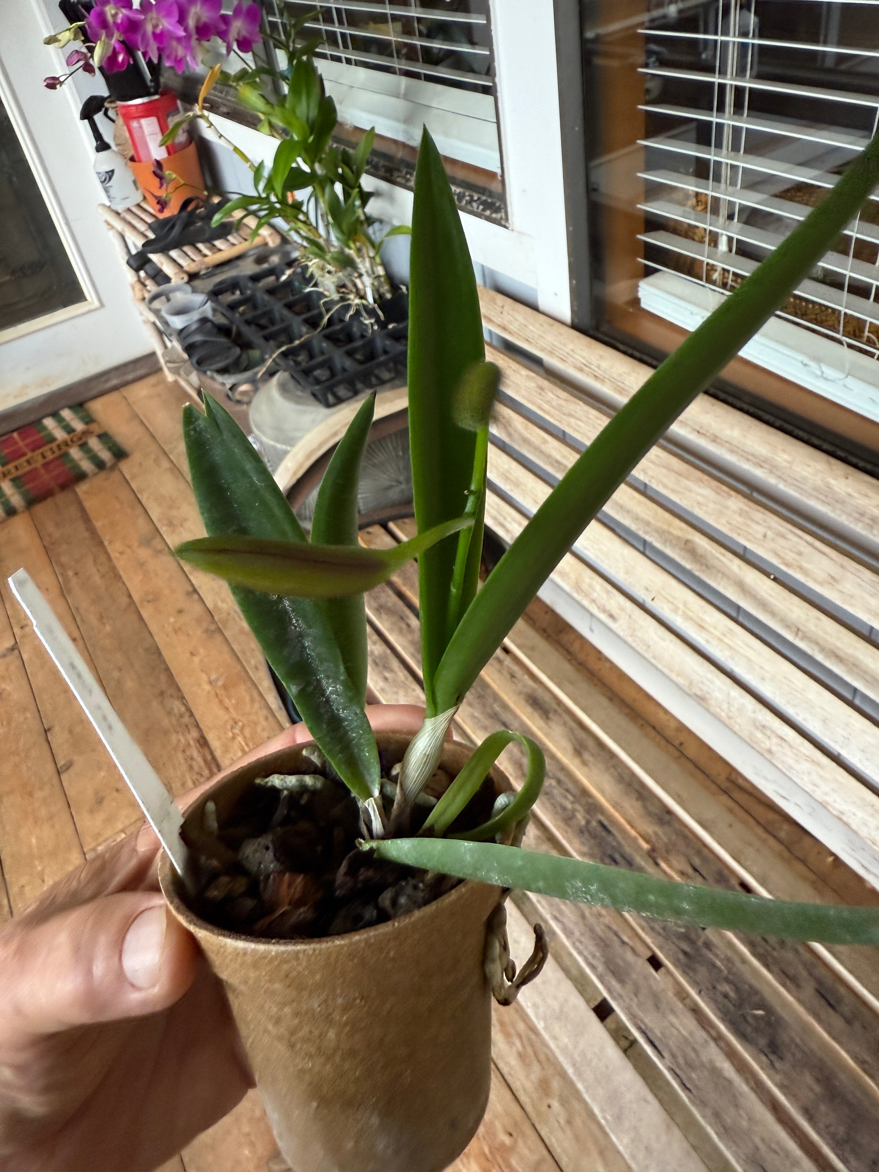 Stlma. Kelly 'Lea' – Orchid Alley