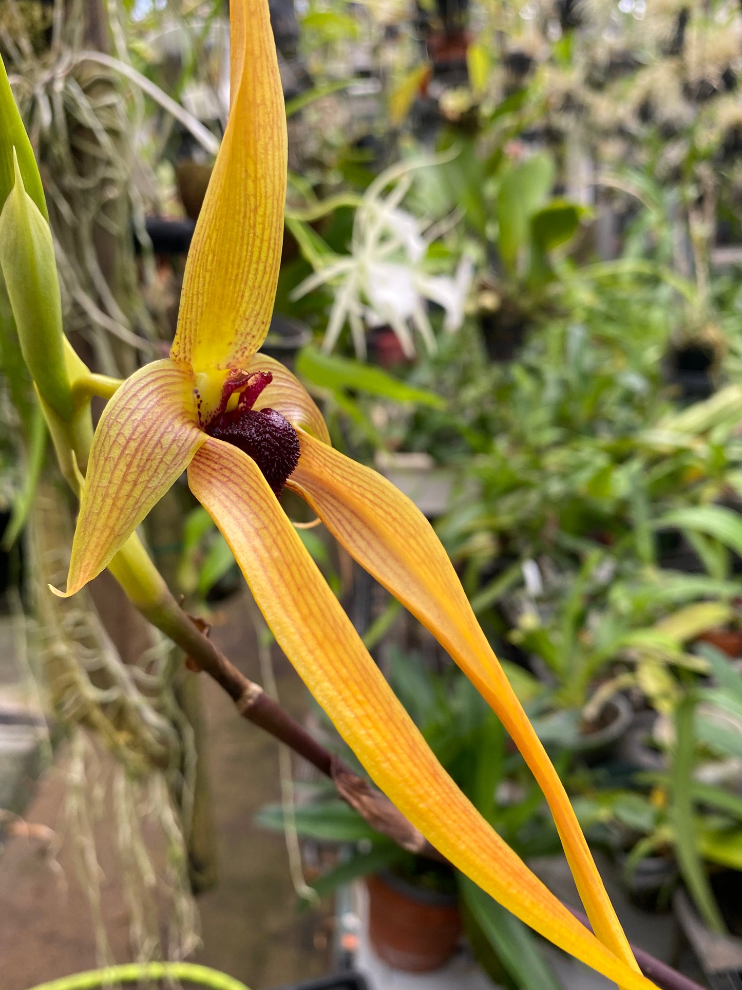 Bulbophyllum Echinolabium x 'X'