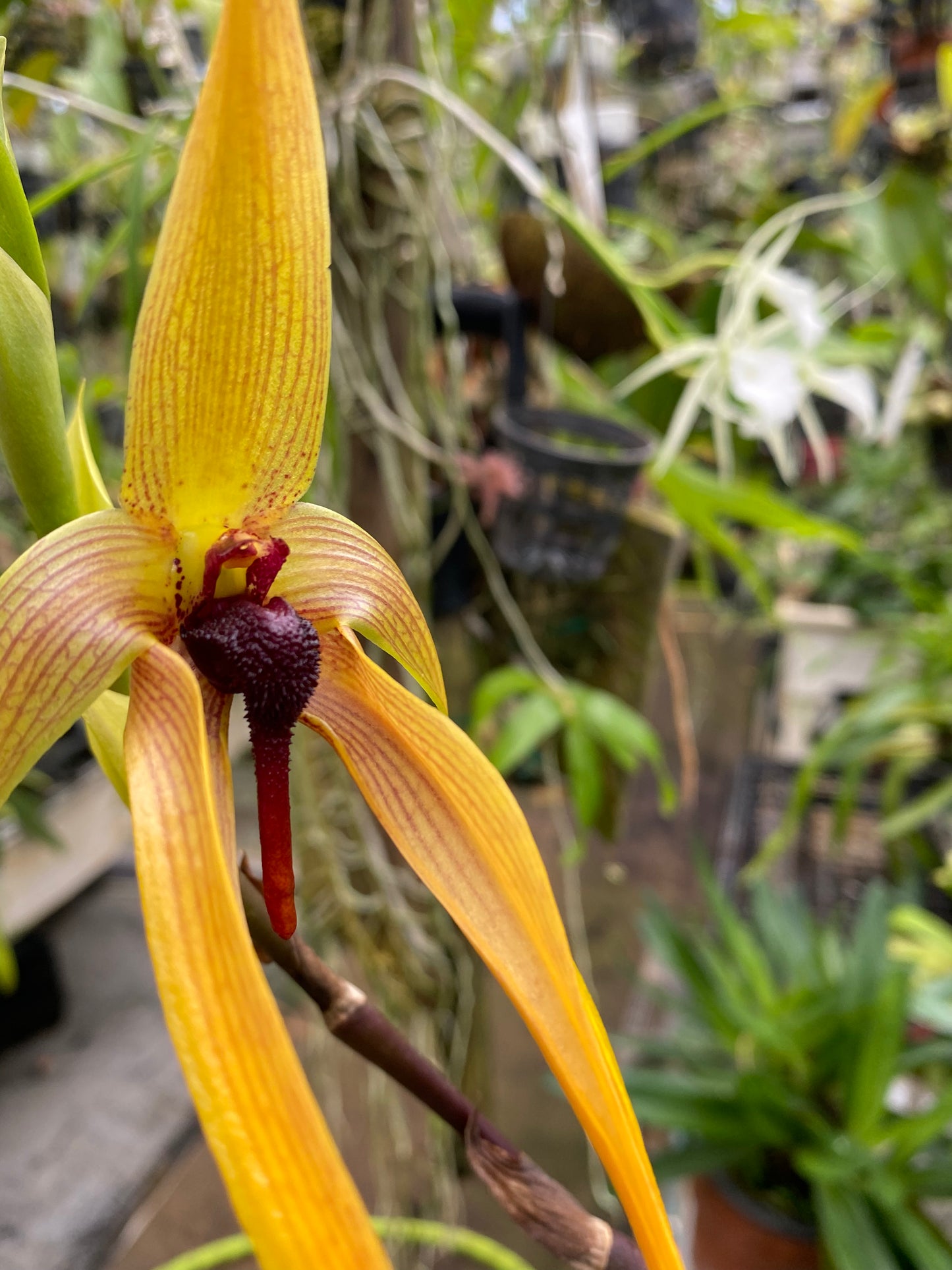Bulbophyllum Echinolabium x 'X'