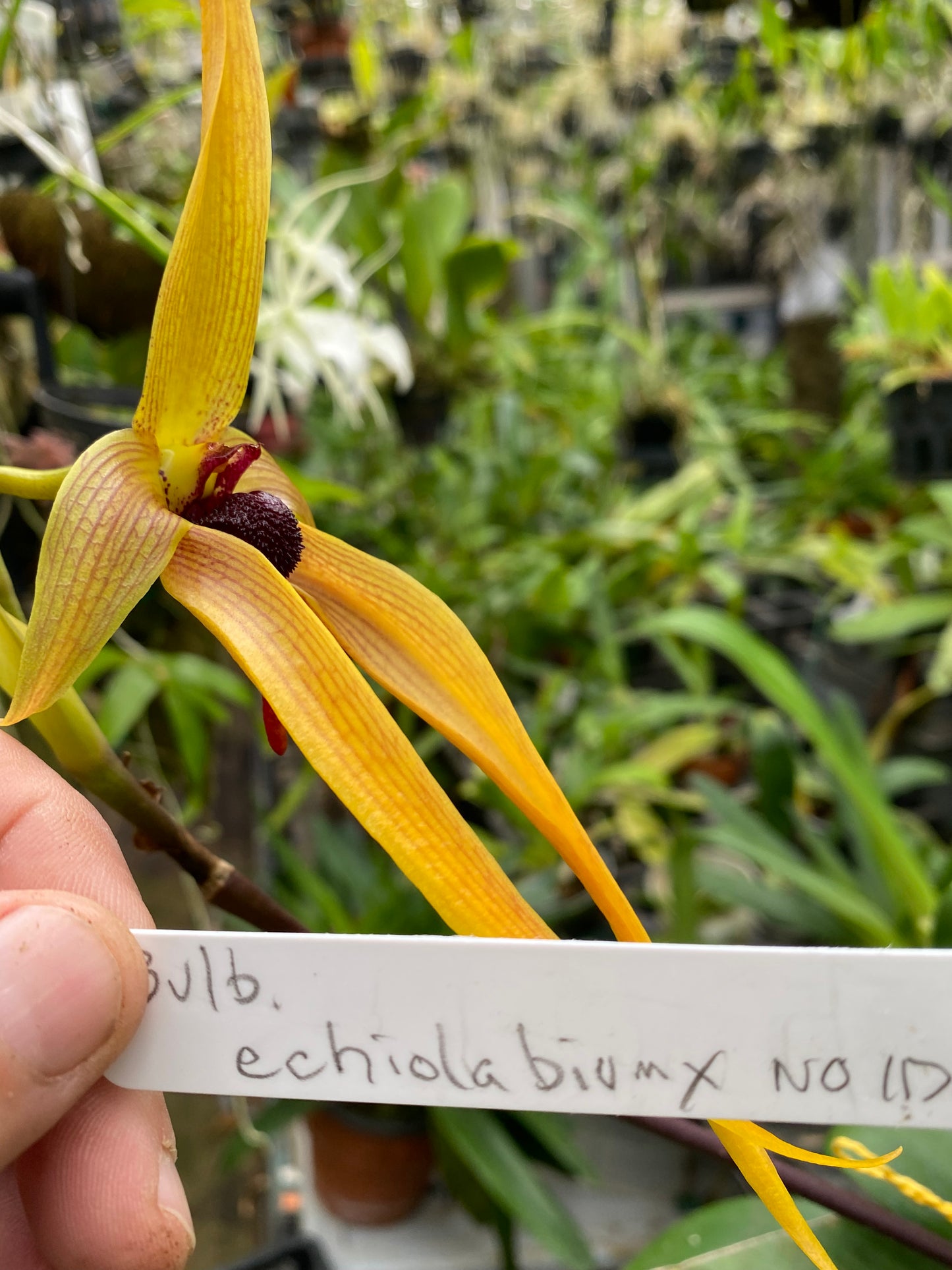 Bulbophyllum Echinolabium x 'X'