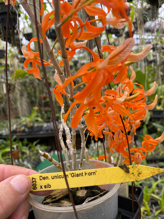 Den. unicum 'Giant Horn'