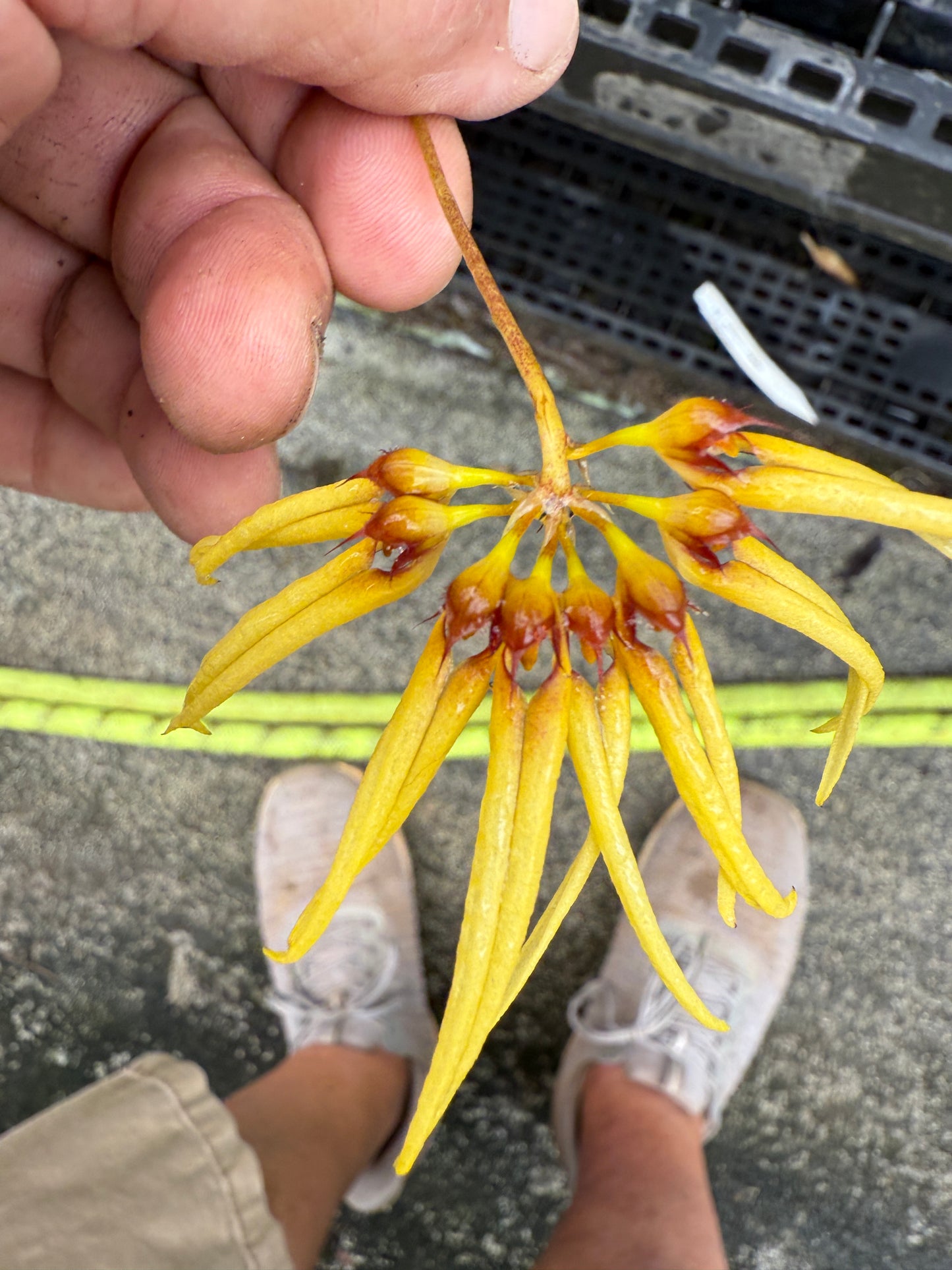 Bulbophyllum Lion King 'Somsri'