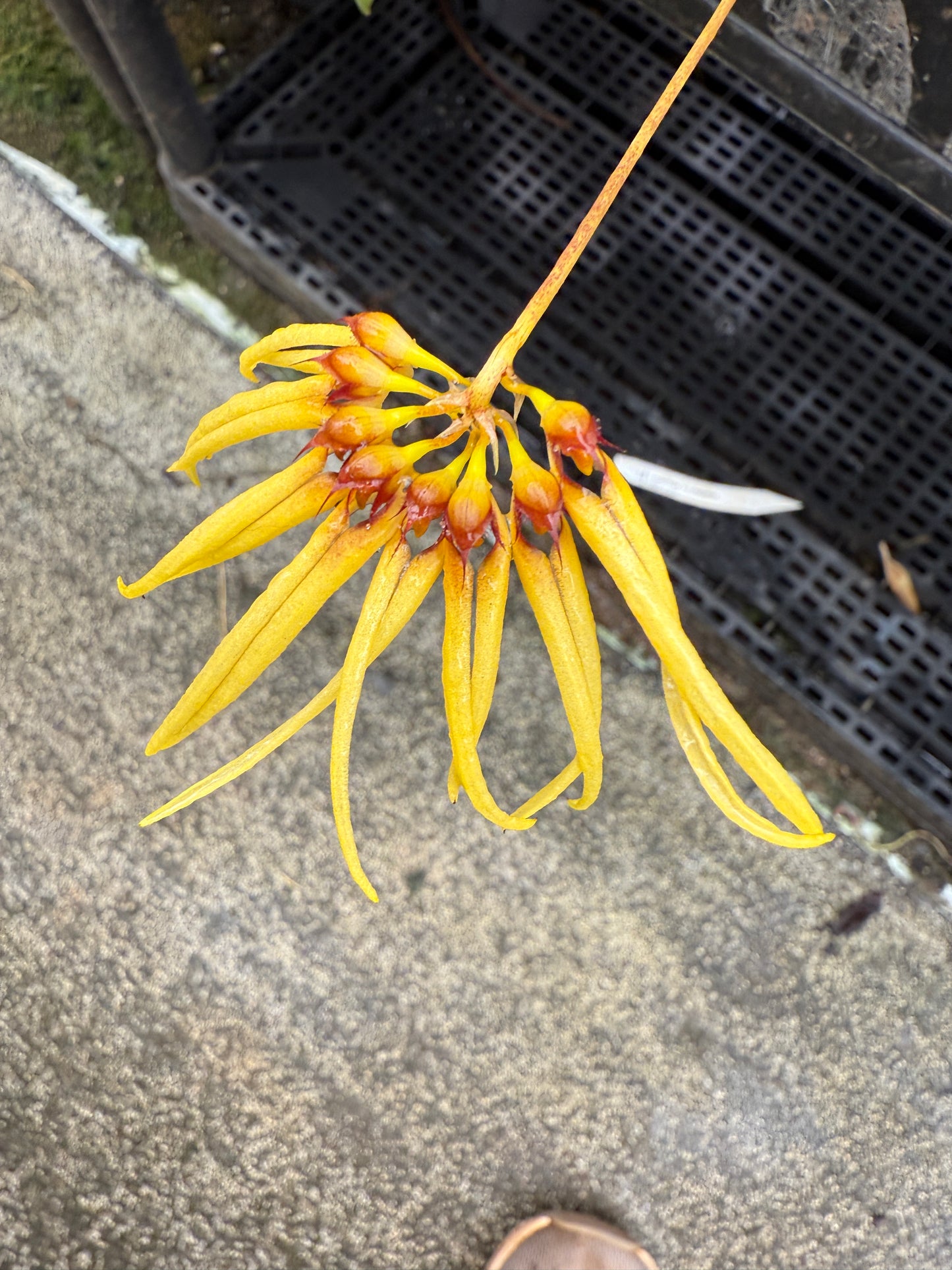Bulbophyllum Lion King 'Somsri'