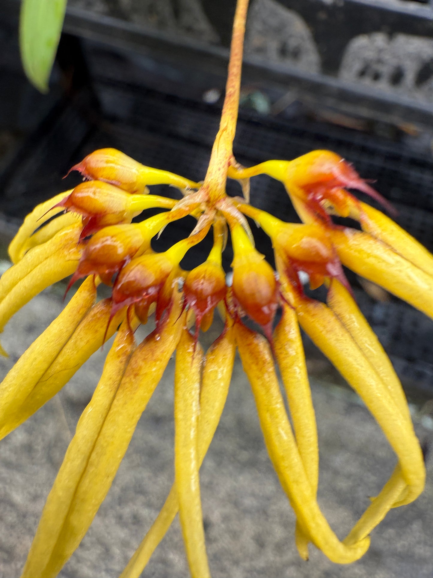 Bulbophyllum Lion King 'Somsri'