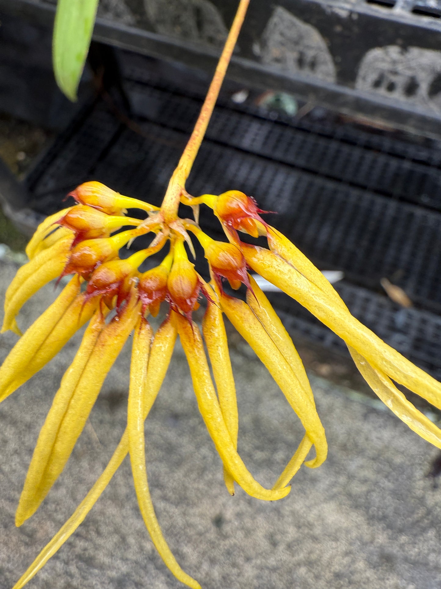 Bulbophyllum Lion King 'Somsri'