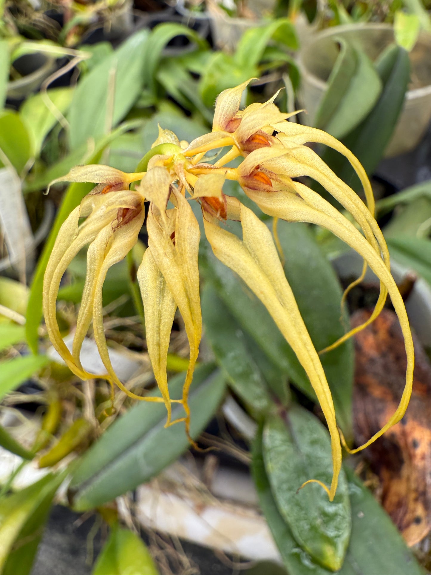 Bulbophyllum Lion King 'Somsri'