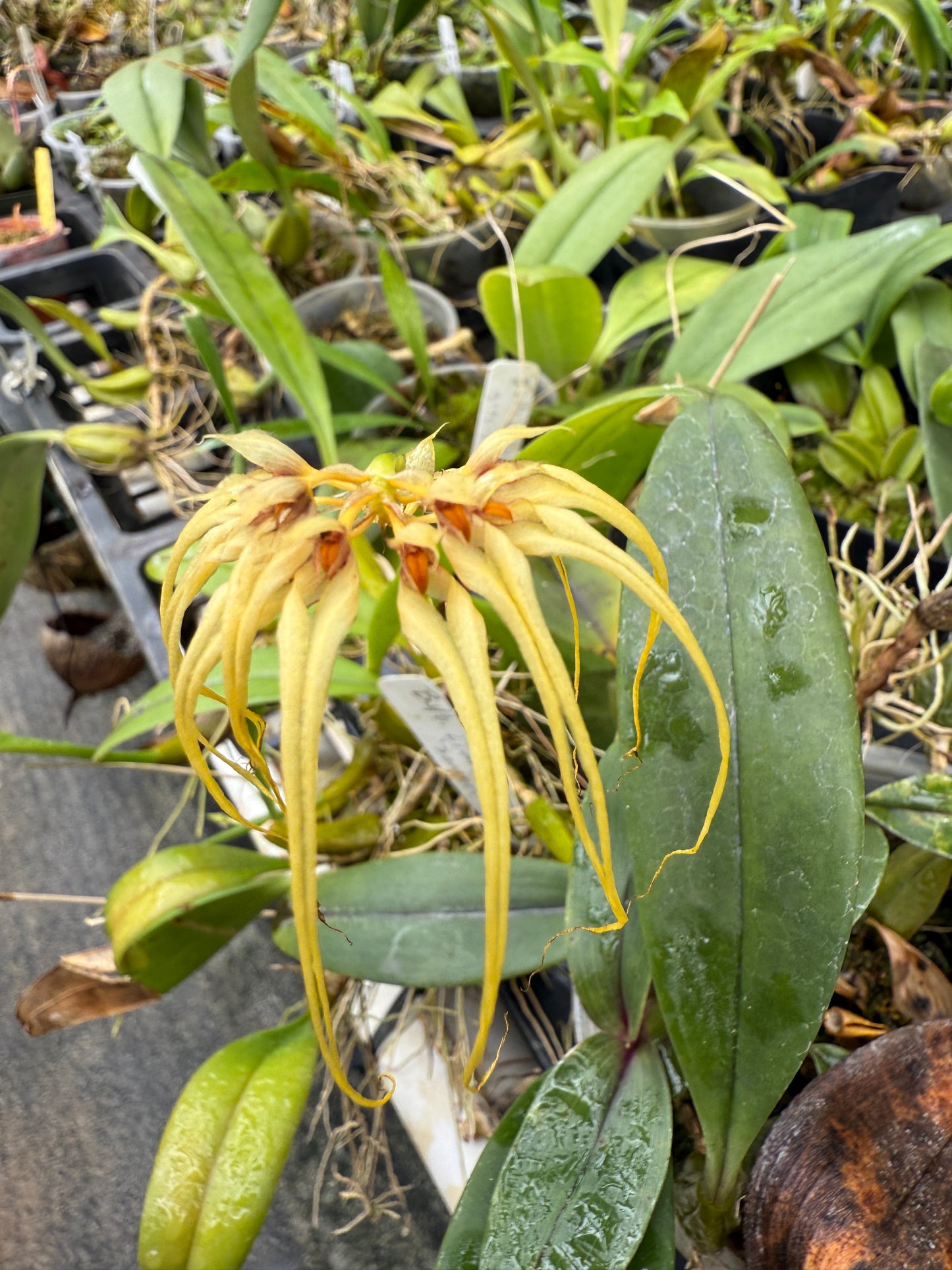 Bulbophyllum Lion King 'Somsri'