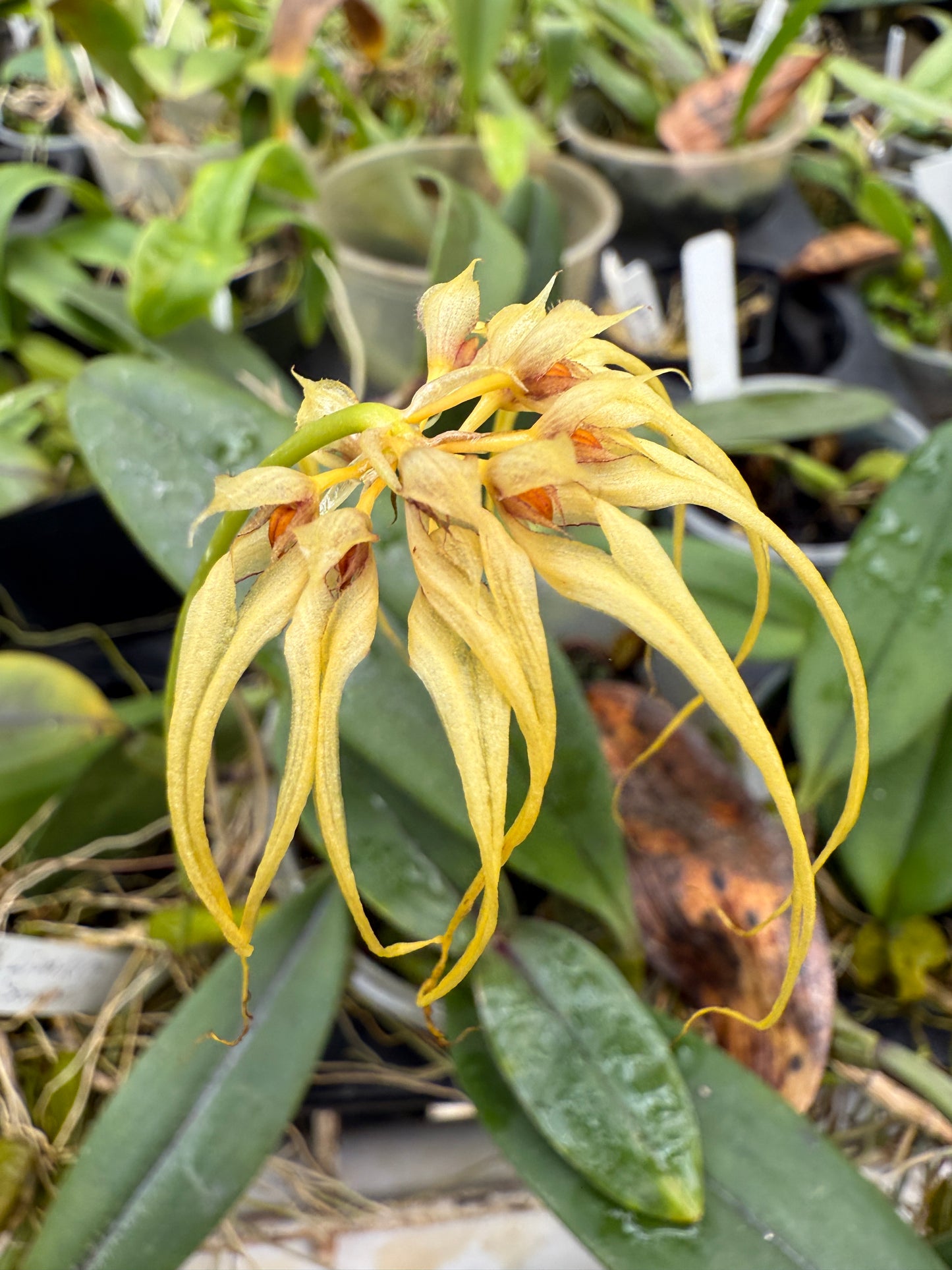 Bulbophyllum Lion King 'Somsri'