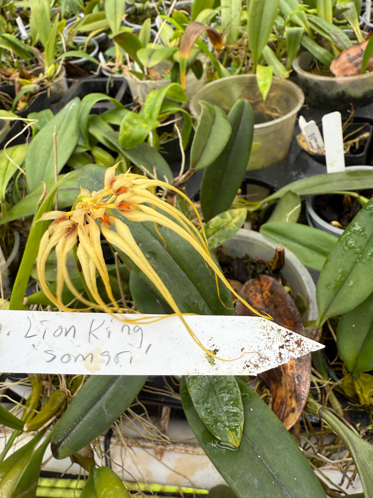 Bulbophyllum Lion King 'Somsri'
