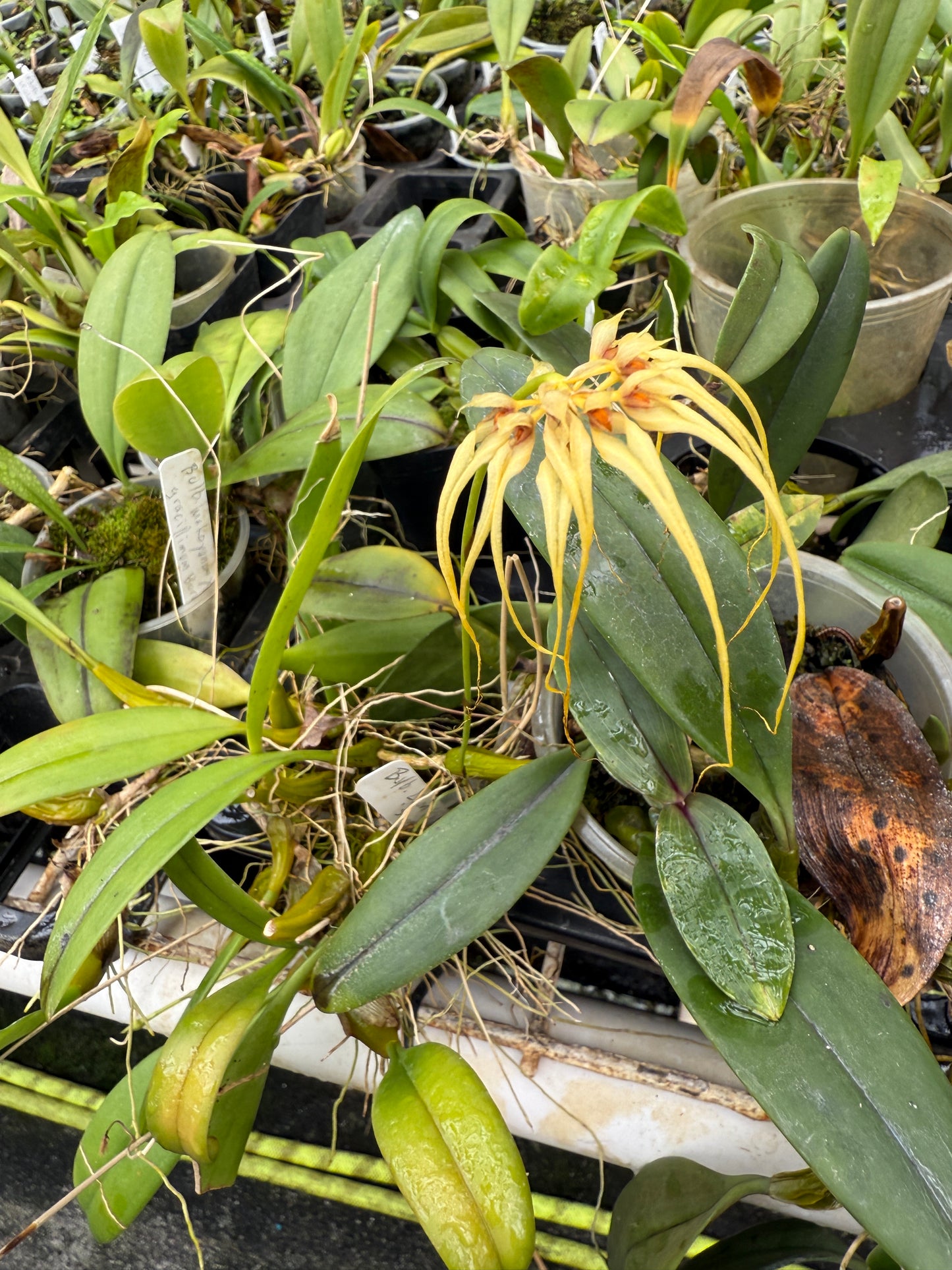 Bulbophyllum Lion King 'Somsri'