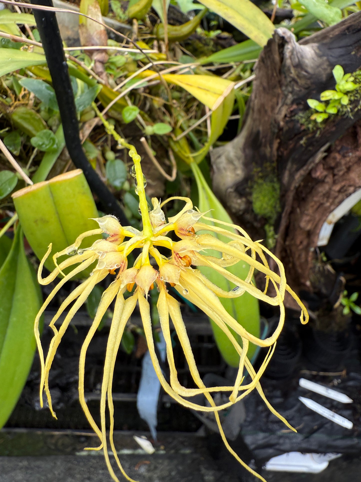 Bulbophyllum Lion King 'Somsri'