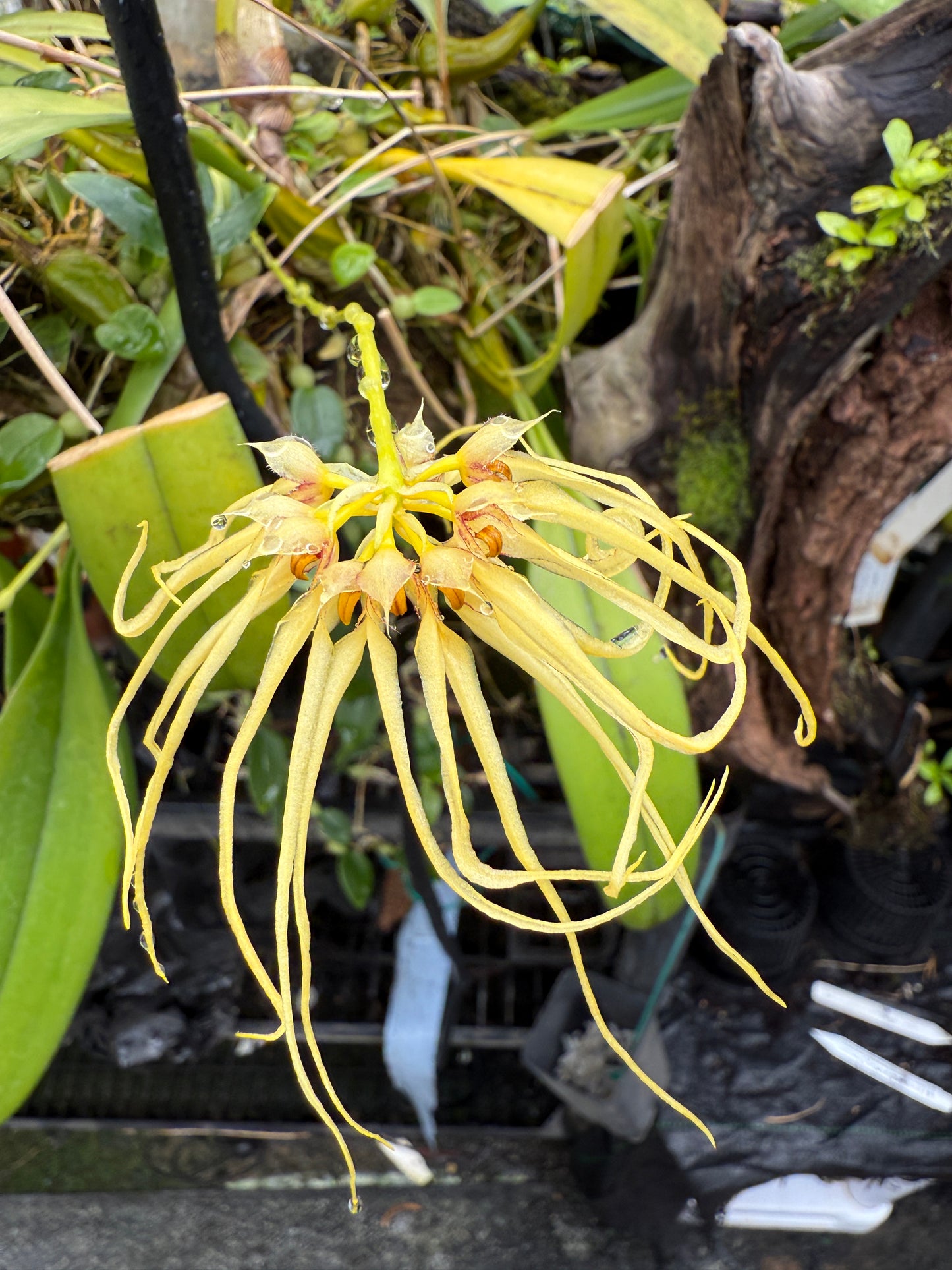 Bulbophyllum Lion King 'Somsri'