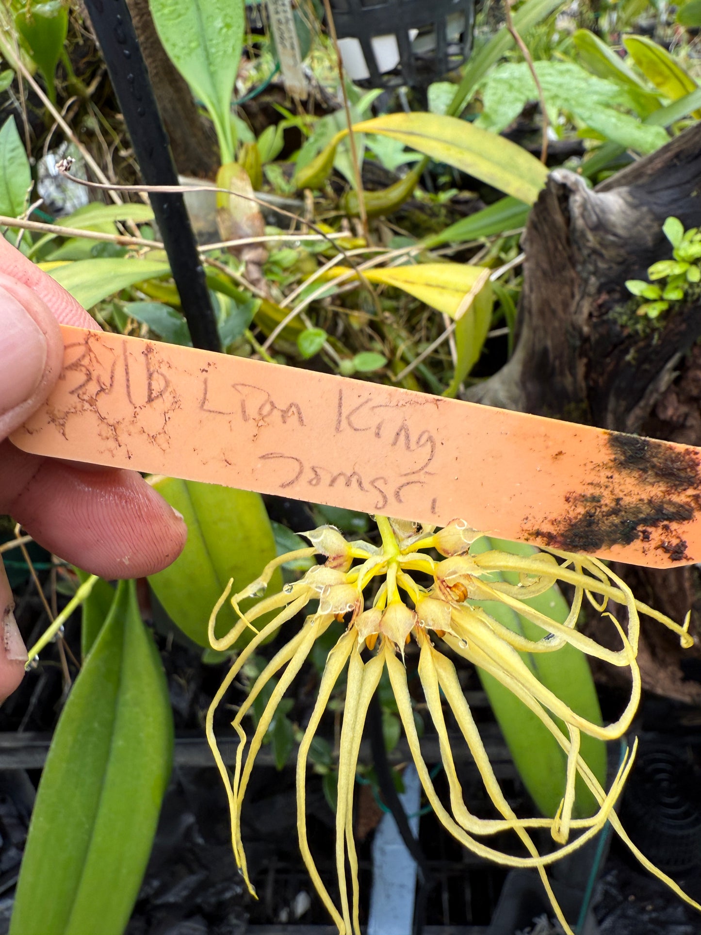 Bulbophyllum Lion King 'Somsri'