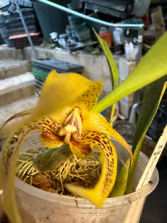 Bulbophyllum-binnendijkii x dearie