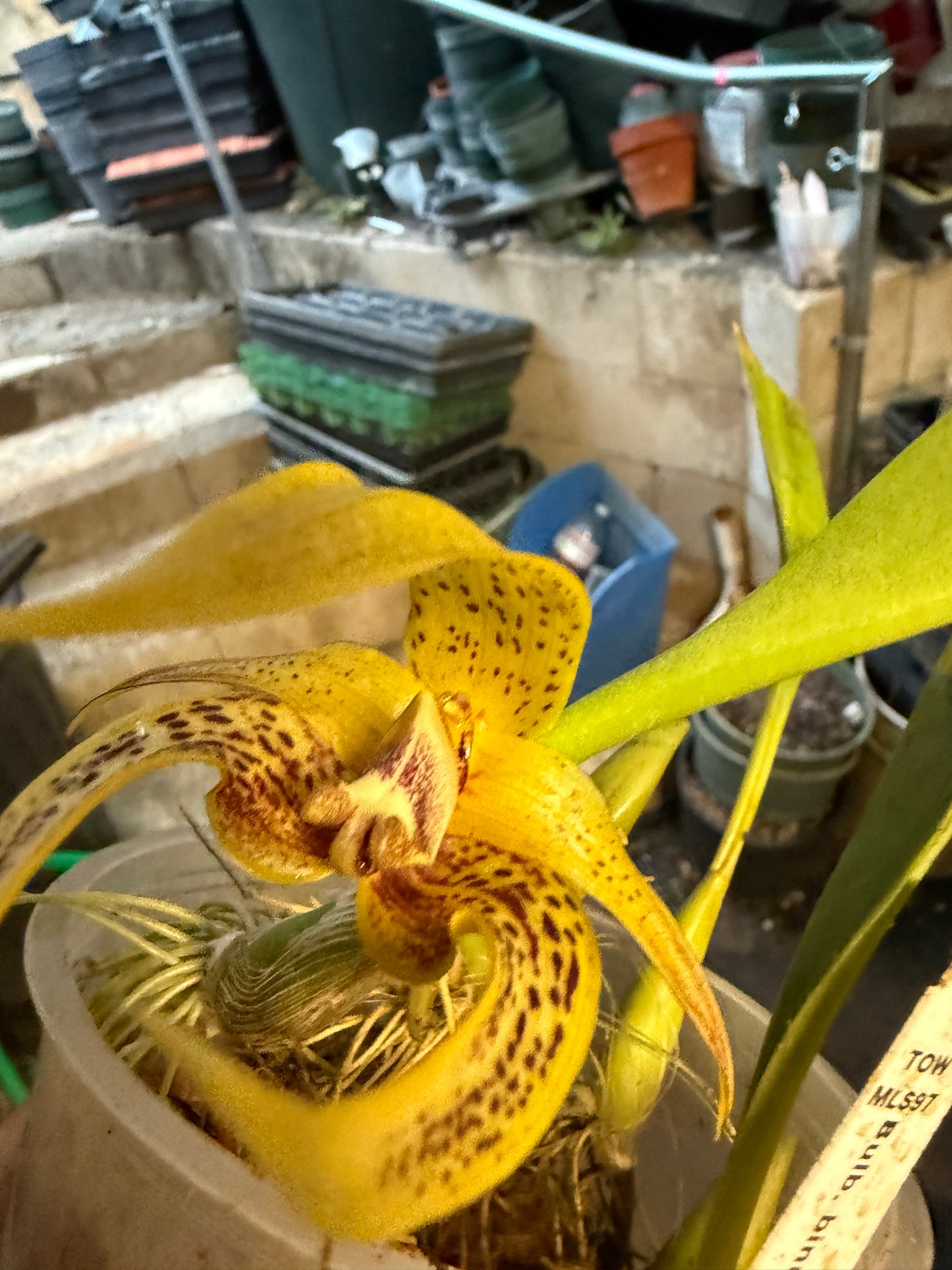 Bulbophyllum-binnendijkii x dearie