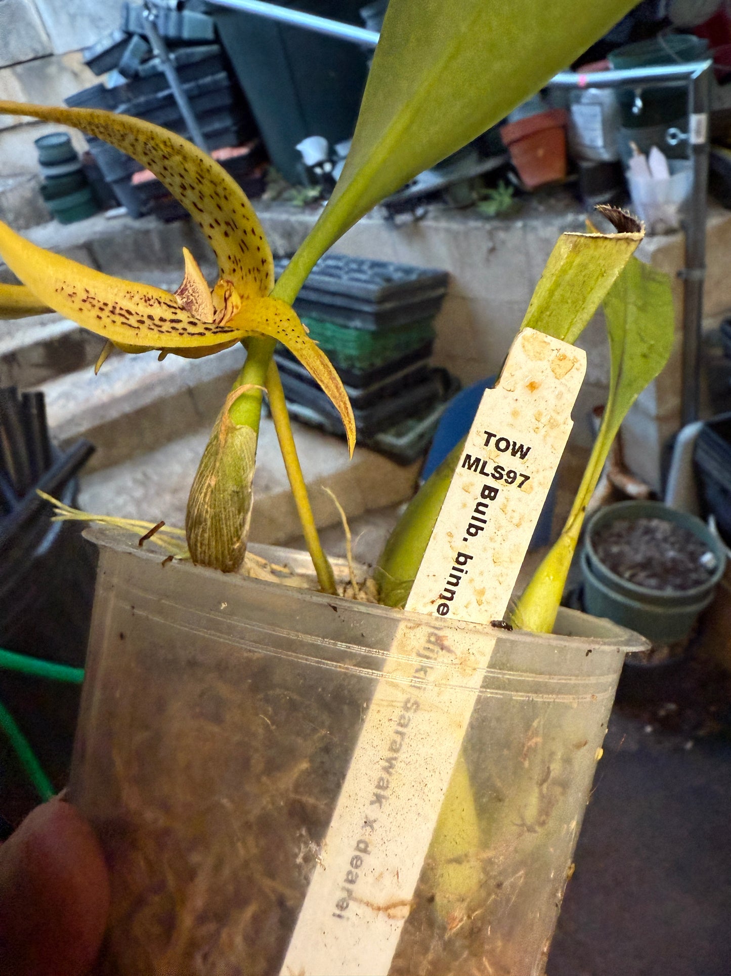 Bulbophyllum-binnendijkii x dearie