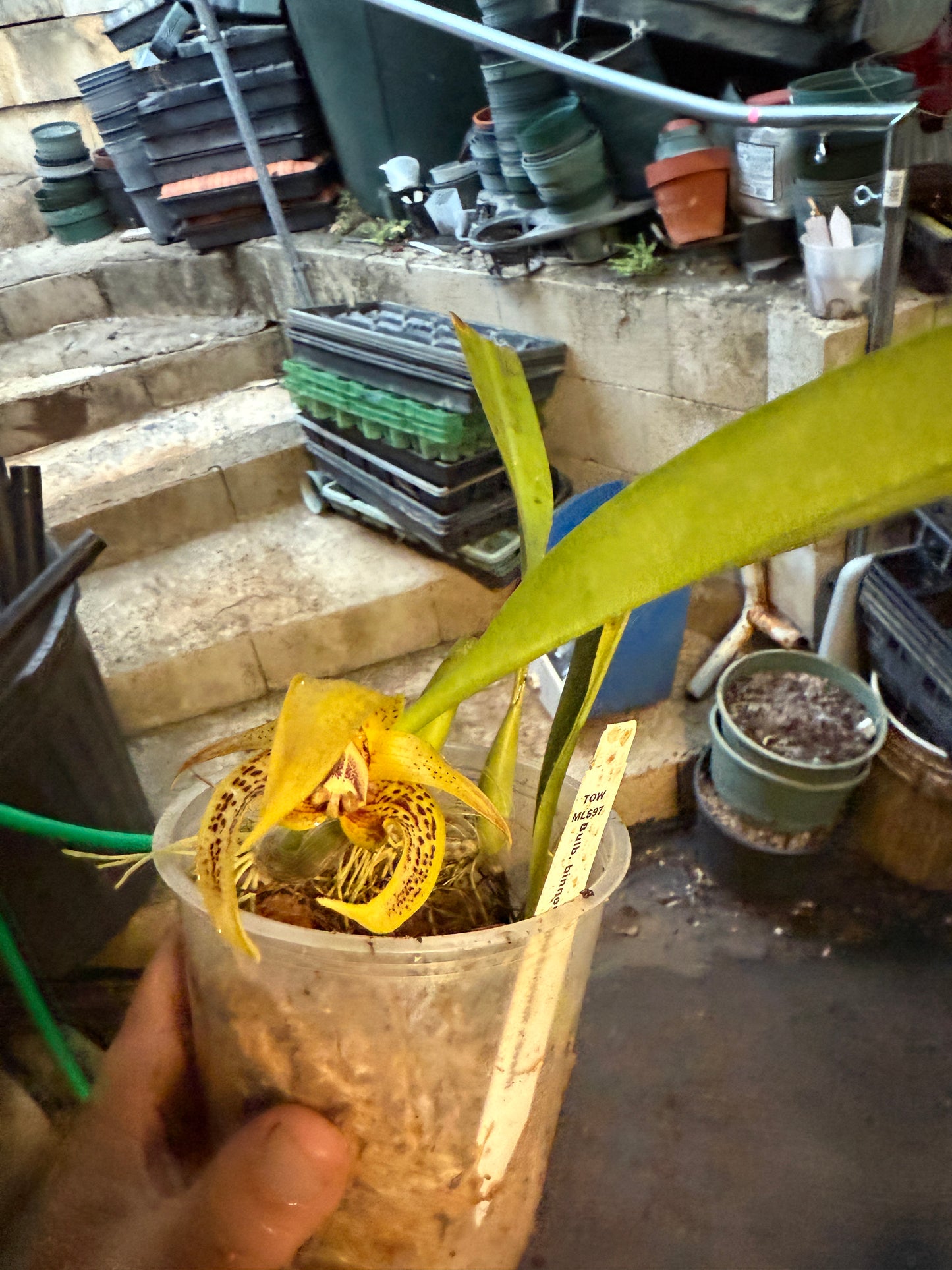 Bulbophyllum-binnendijkii x dearie