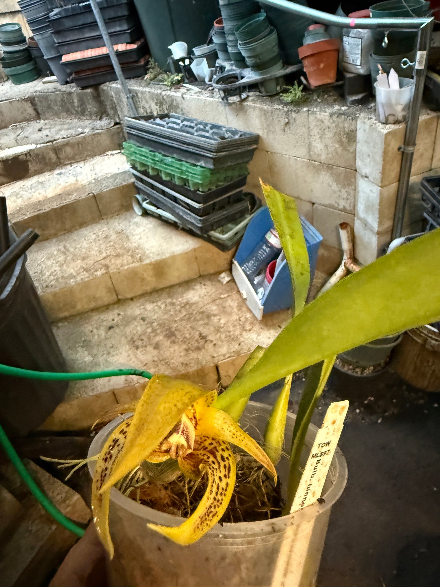 Bulbophyllum-binnendijkii x dearie