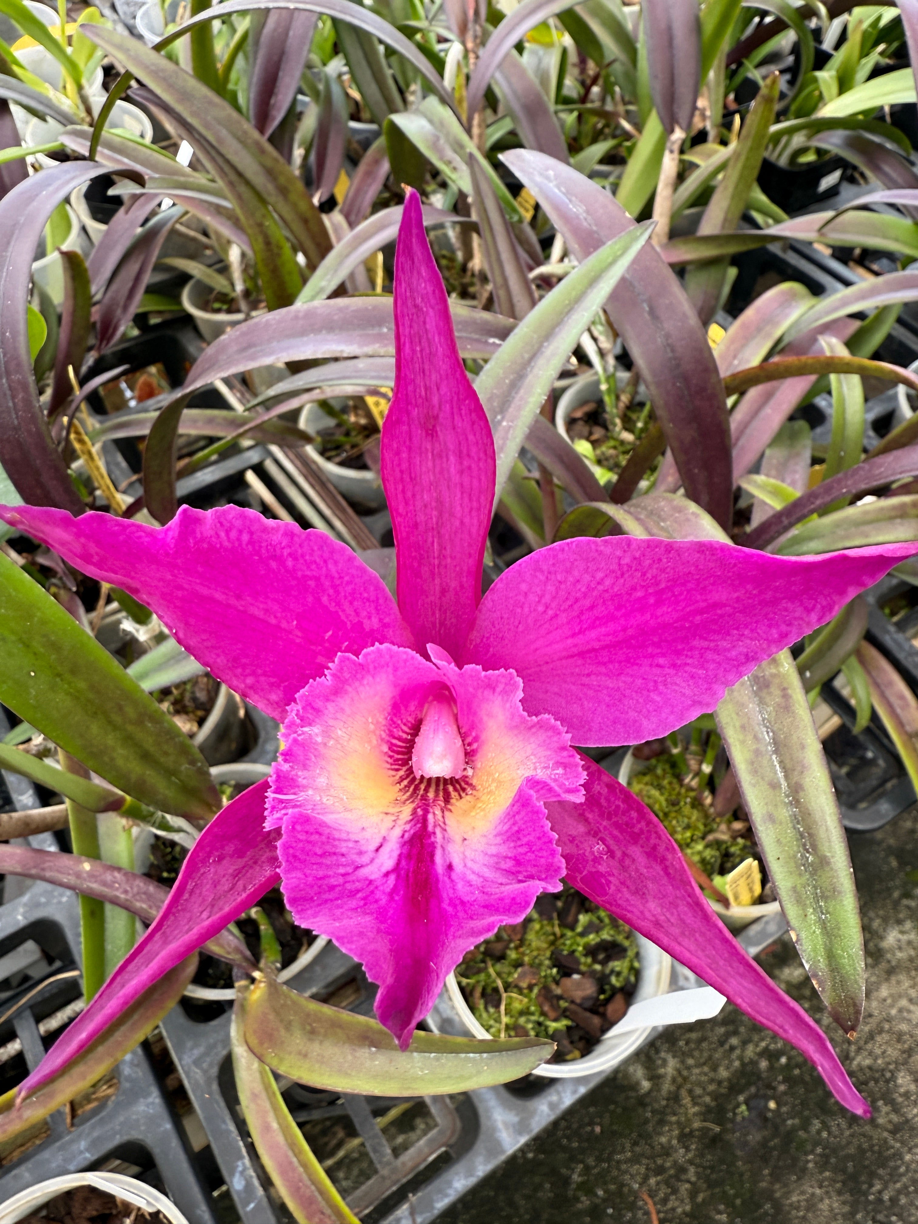 TLDC Divine Phoenix 'Pterodactyl' SM/WOC – Orchid Alley