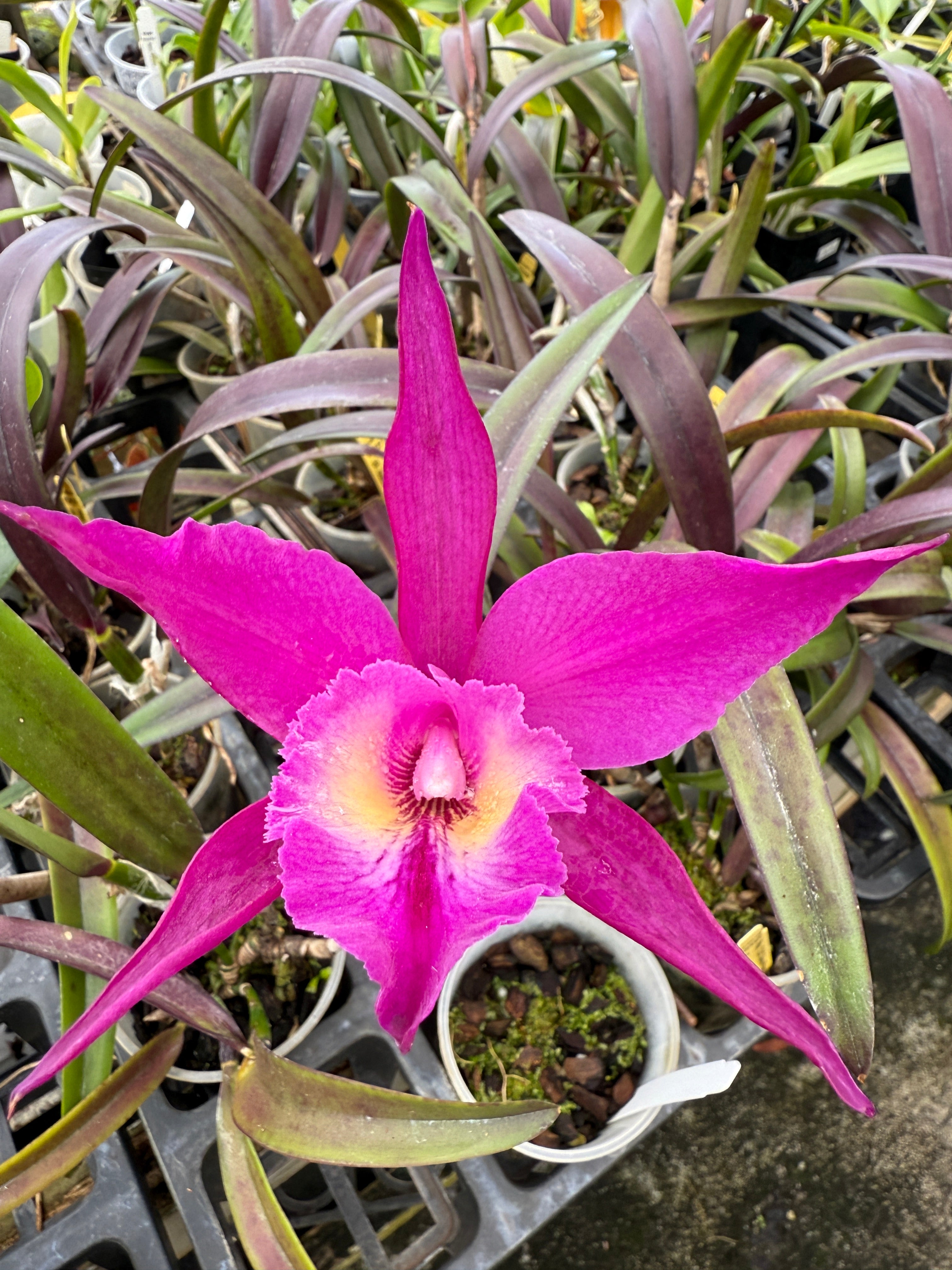 TLDC Divine Phoenix 'Pterodactyl' SM/WOC – Orchid Alley