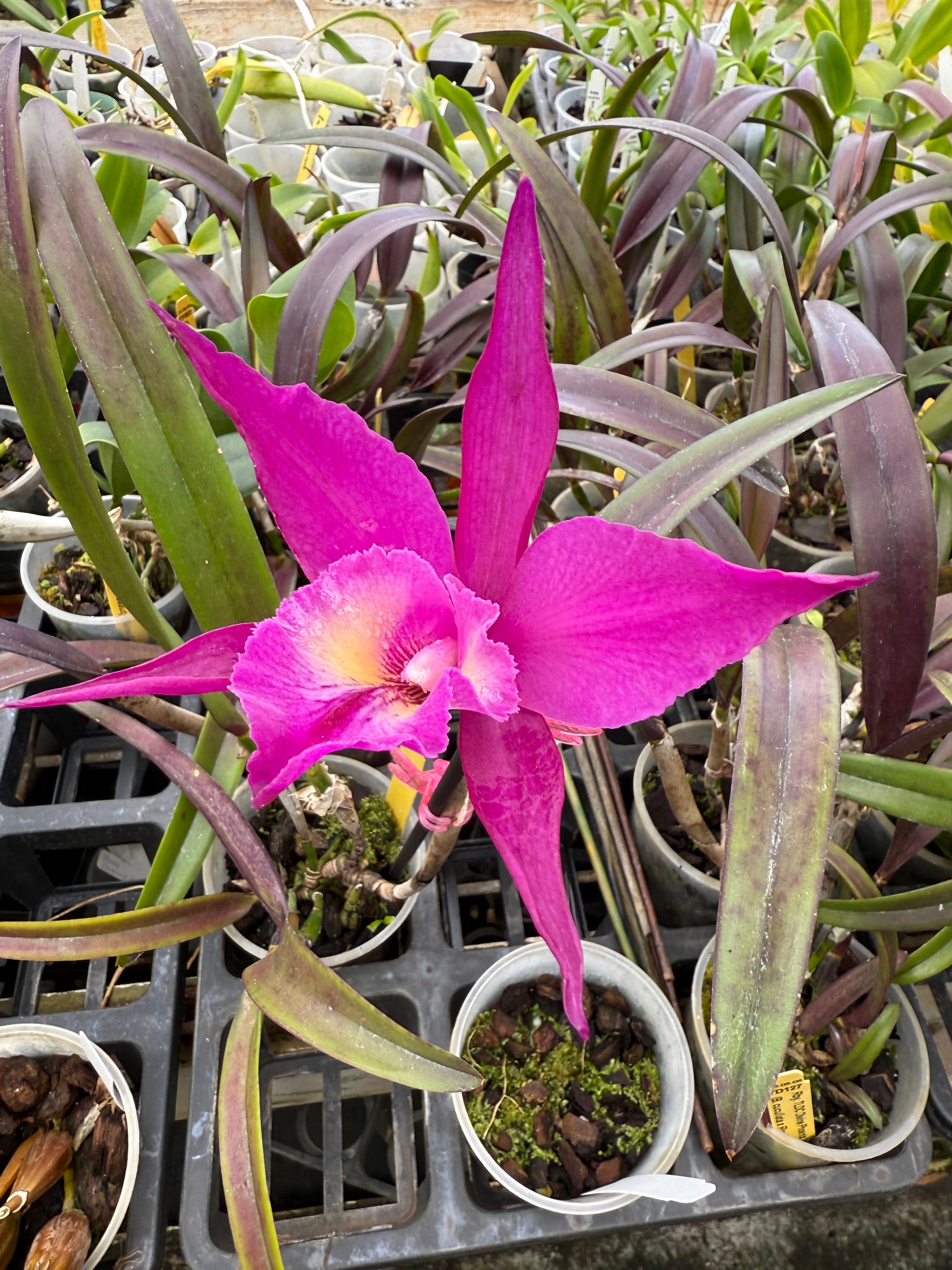 TLDC Divine Phoenix 'Pterodactyl' SM/WOC – Orchid Alley
