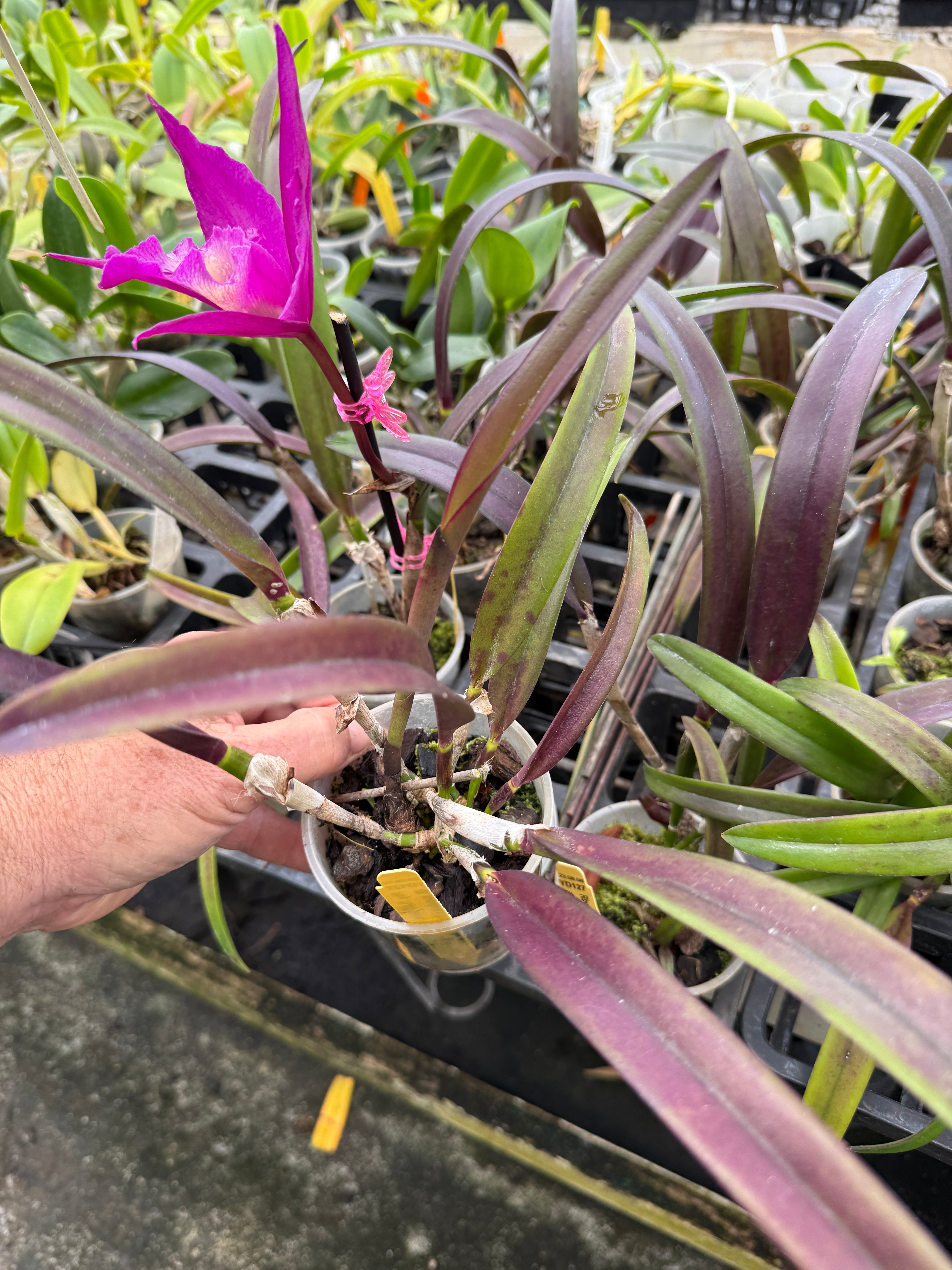 TLDC Divine Phoenix 'Pterodactyl' SM/WOC – Orchid Alley