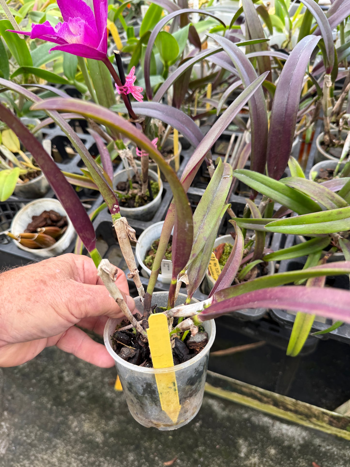 TLDC Divine Phoenix ‘Pterodactyl’ SM/WOC