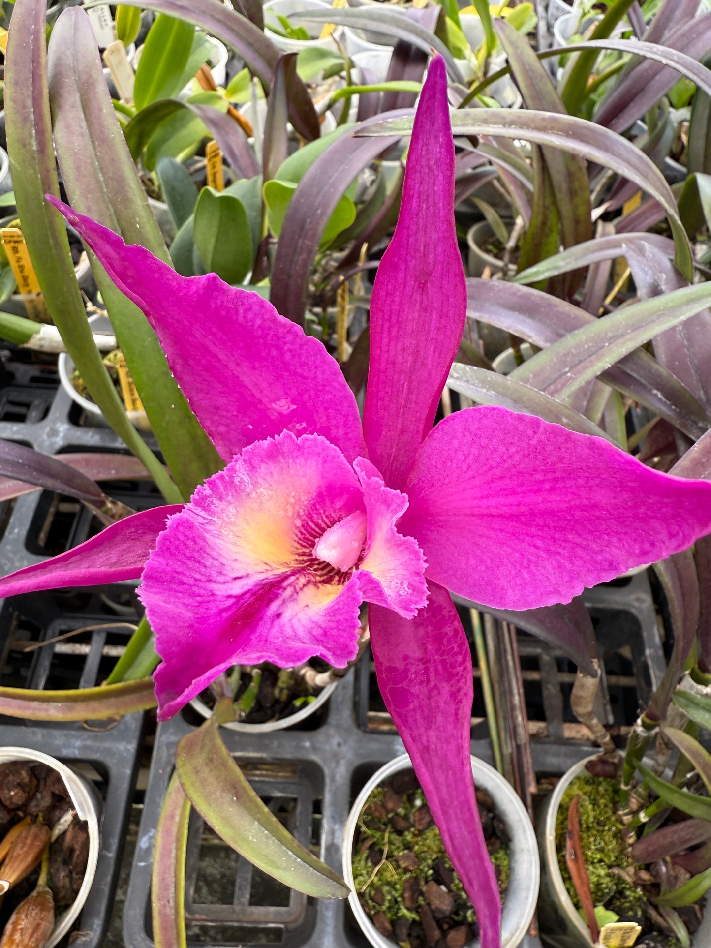 TLDC Divine Phoenix ‘Pterodactyl’ SM/WOC