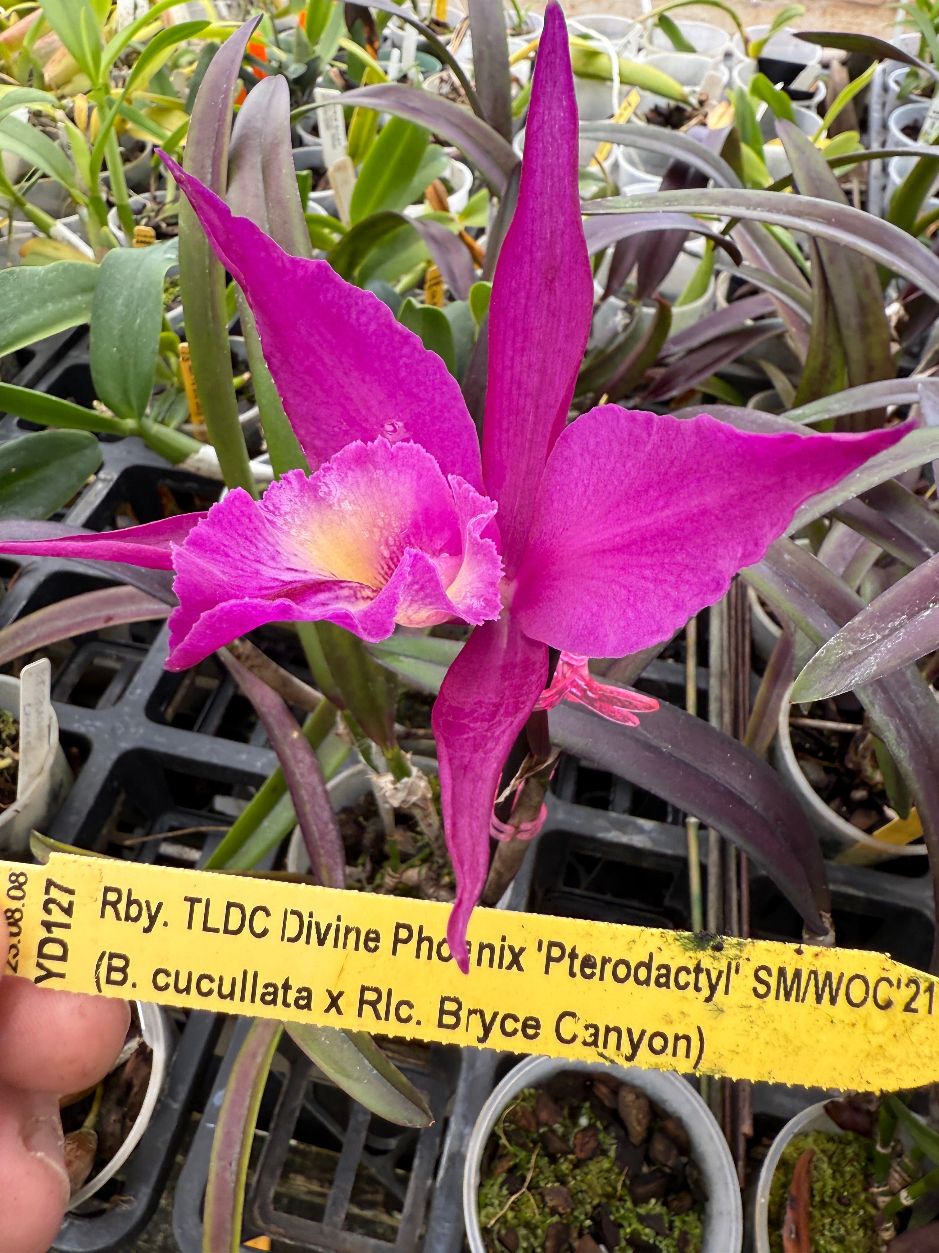 TLDC Divine Phoenix 'Pterodactyl' SM/WOC – Orchid Alley