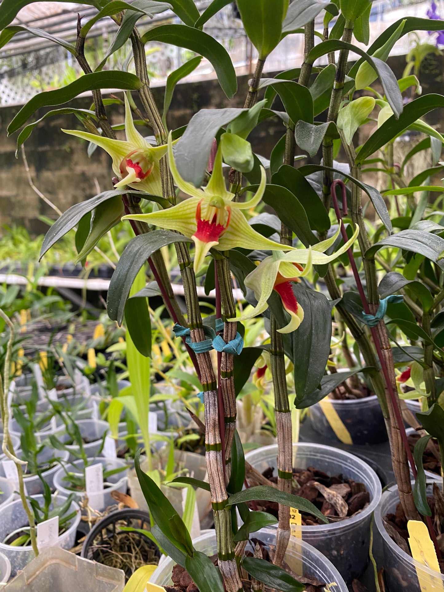 Den. Suzukii x Tobaense
