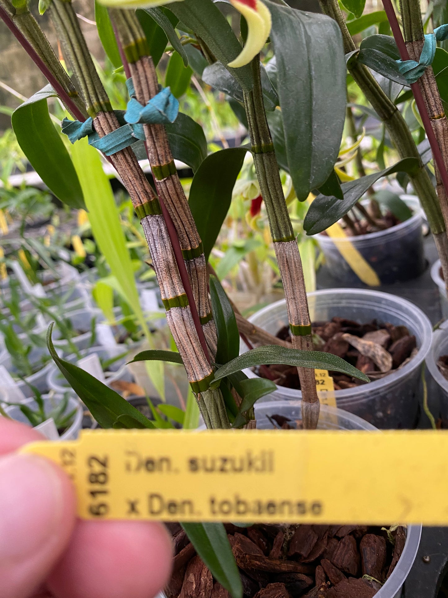 Den. Suzukii x Tobaense