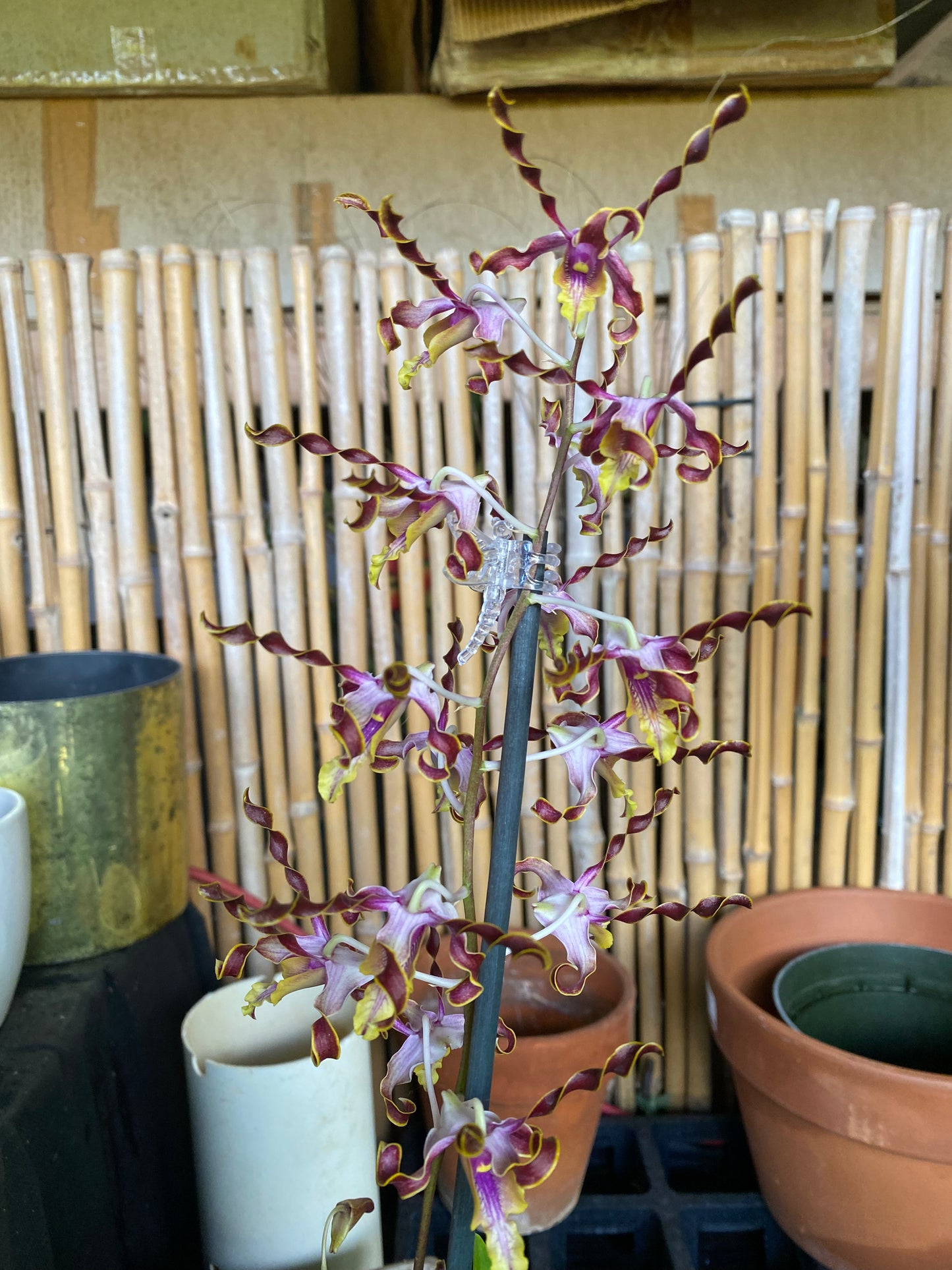 Den. Jairak Firehorn