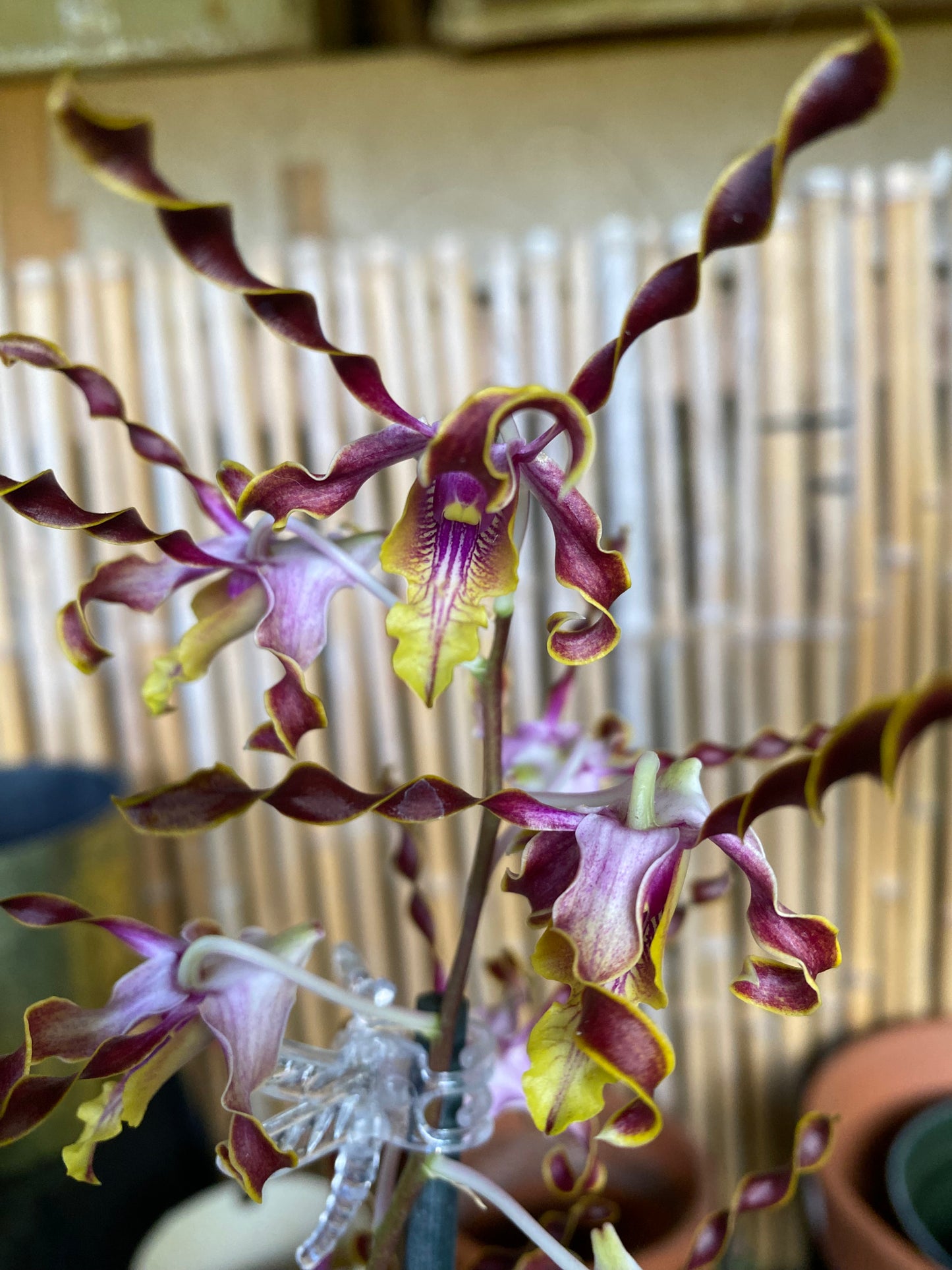 Den. Jairak Firehorn