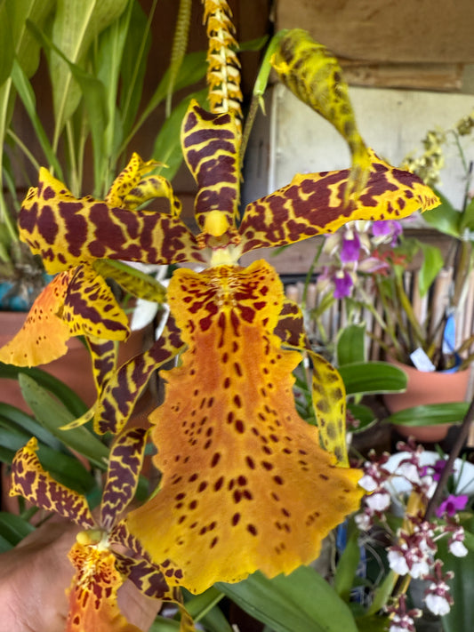 Alcra. Hilo Ablaze ‘Hilo Gold’ AM/AOS