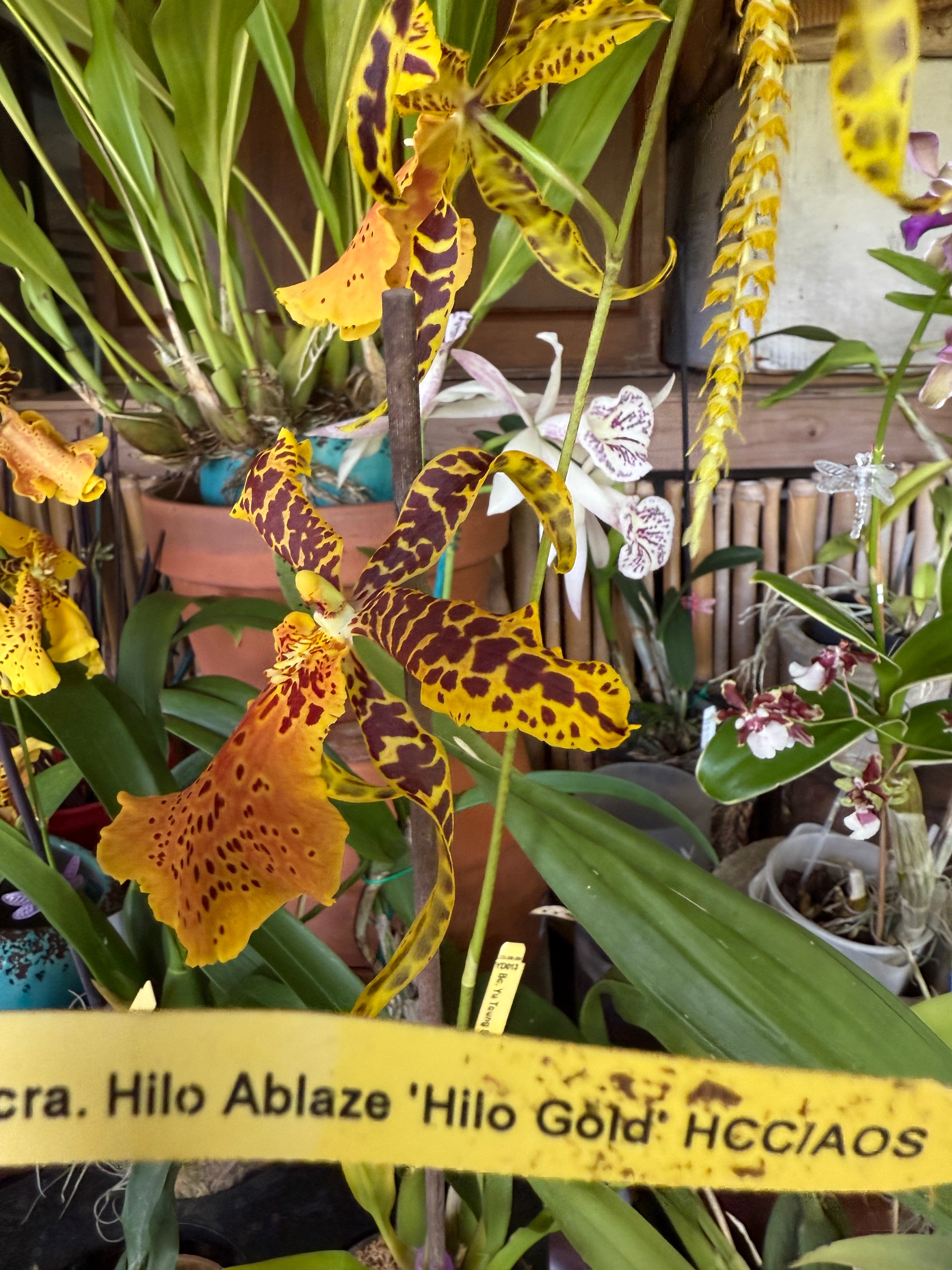 Alcra. Hilo Ablaze 'Hilo Gold' AM/AOS – Orchid Alley