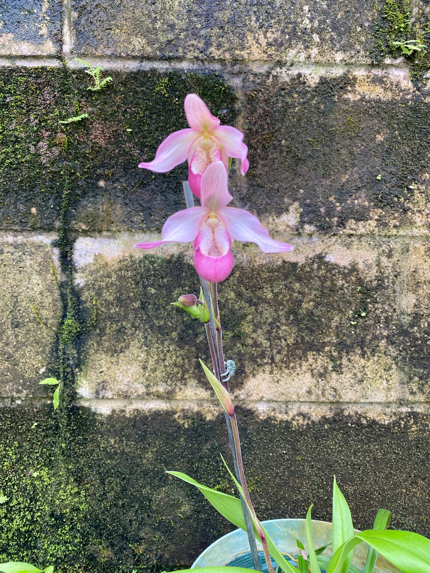 Phrag. Sedenii 'Blush'