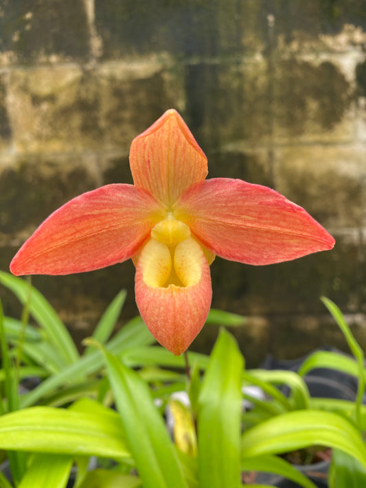Phrag. Don Wimber 'Flavacolor'