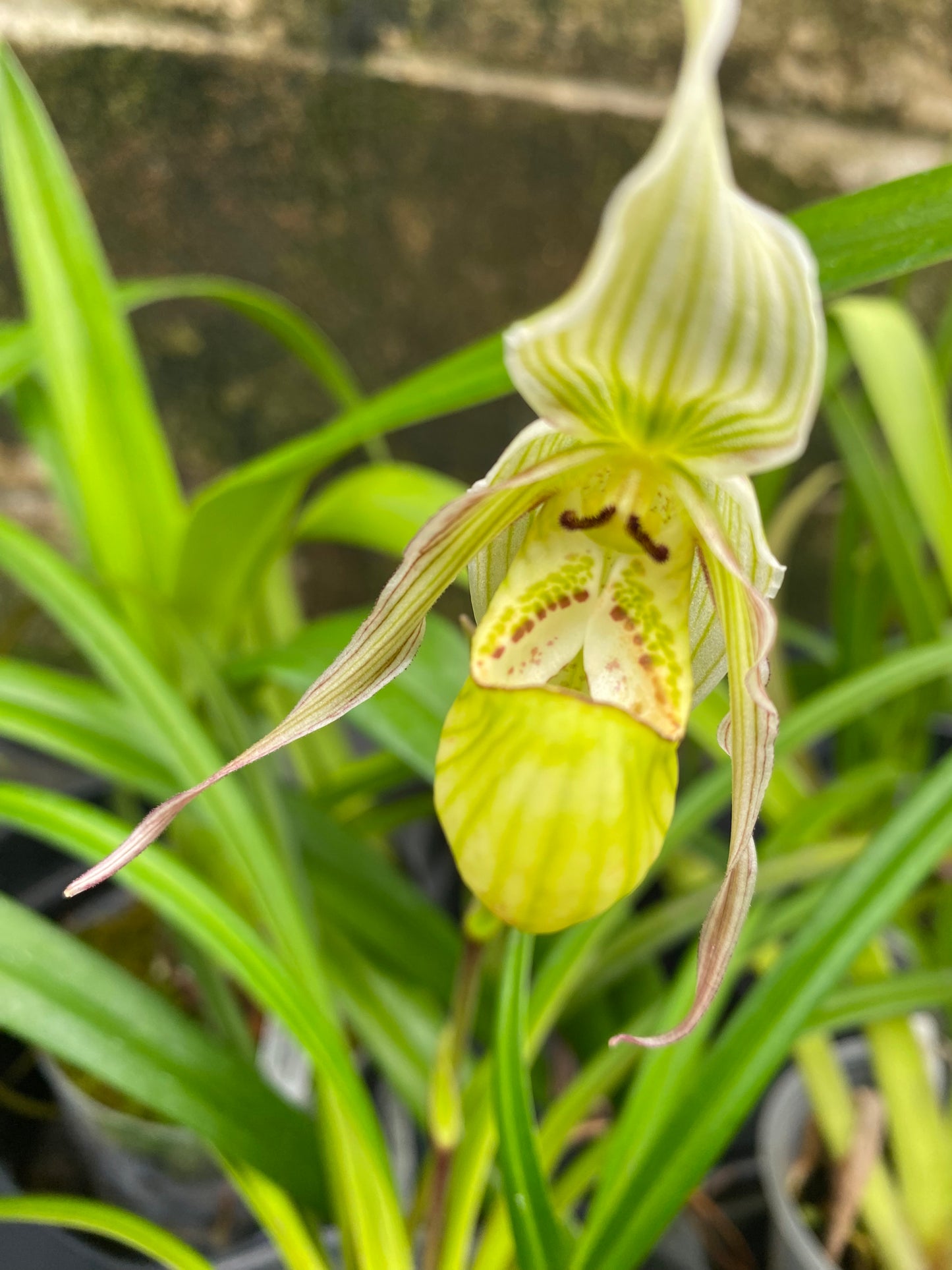 Phrag. Longifolium var. Gracile