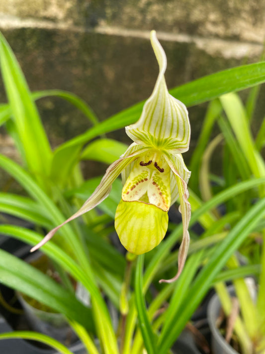 Phrag. Longifolium var. Gracile