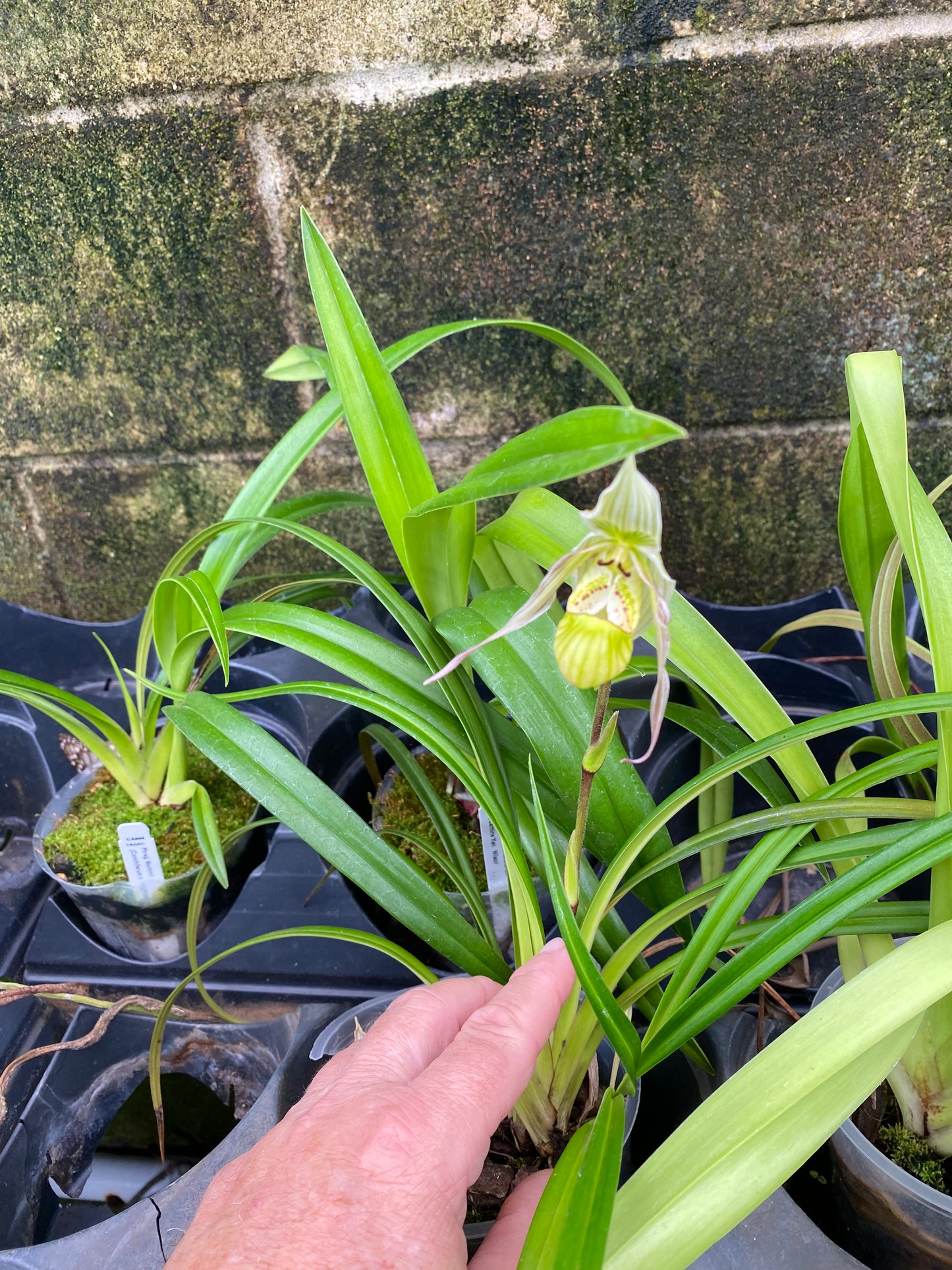 Phrag. Longifolium var. Gracile